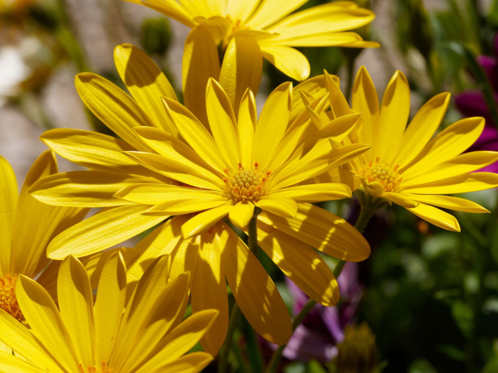 Olympus M.Zuiko Digital ED 60mm F2.8 Macro sample photo. Flowers, margarita cape town photography