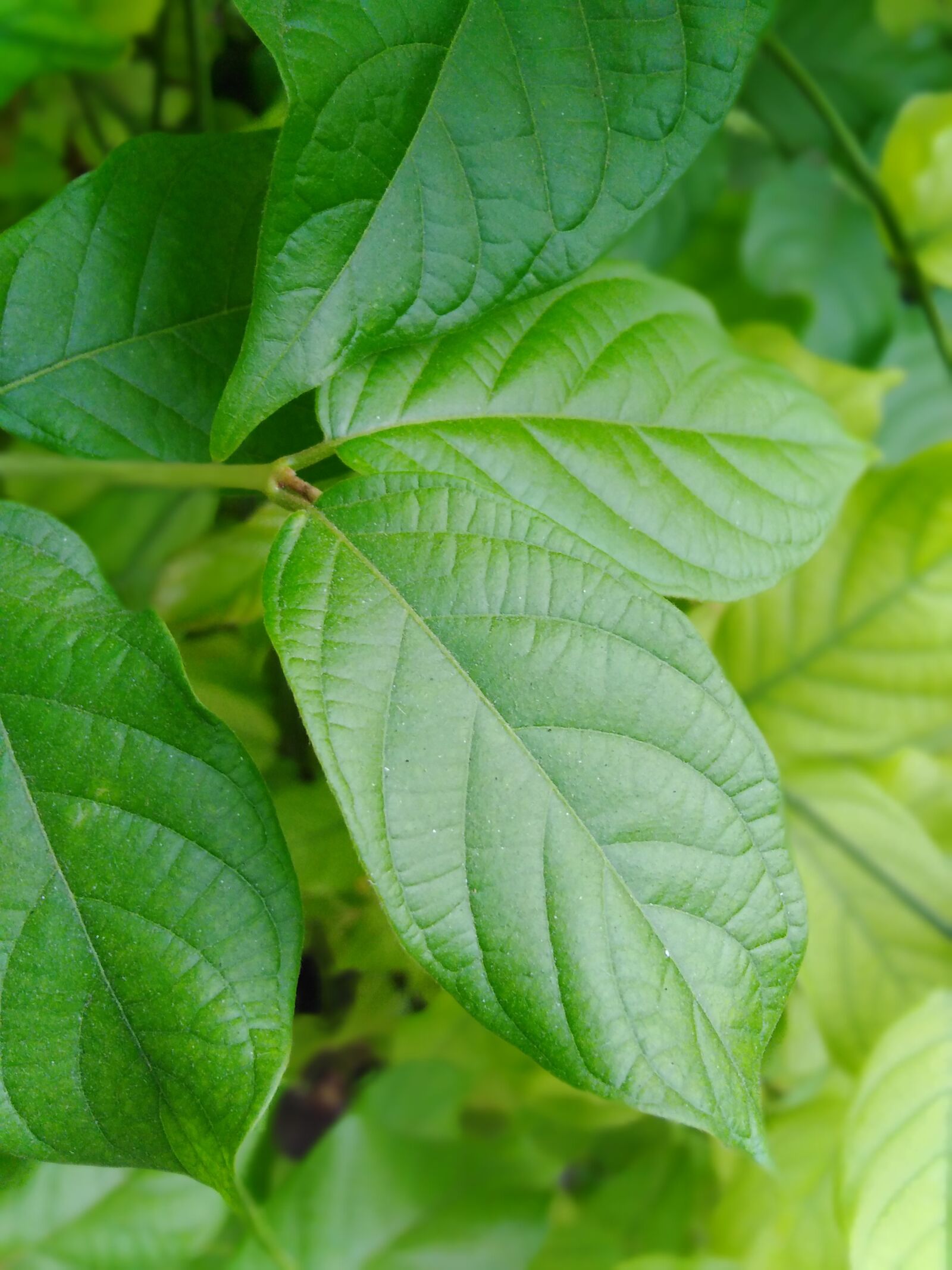 HUAWEI LDN-L21 sample photo. Green leaves, blur, green photography