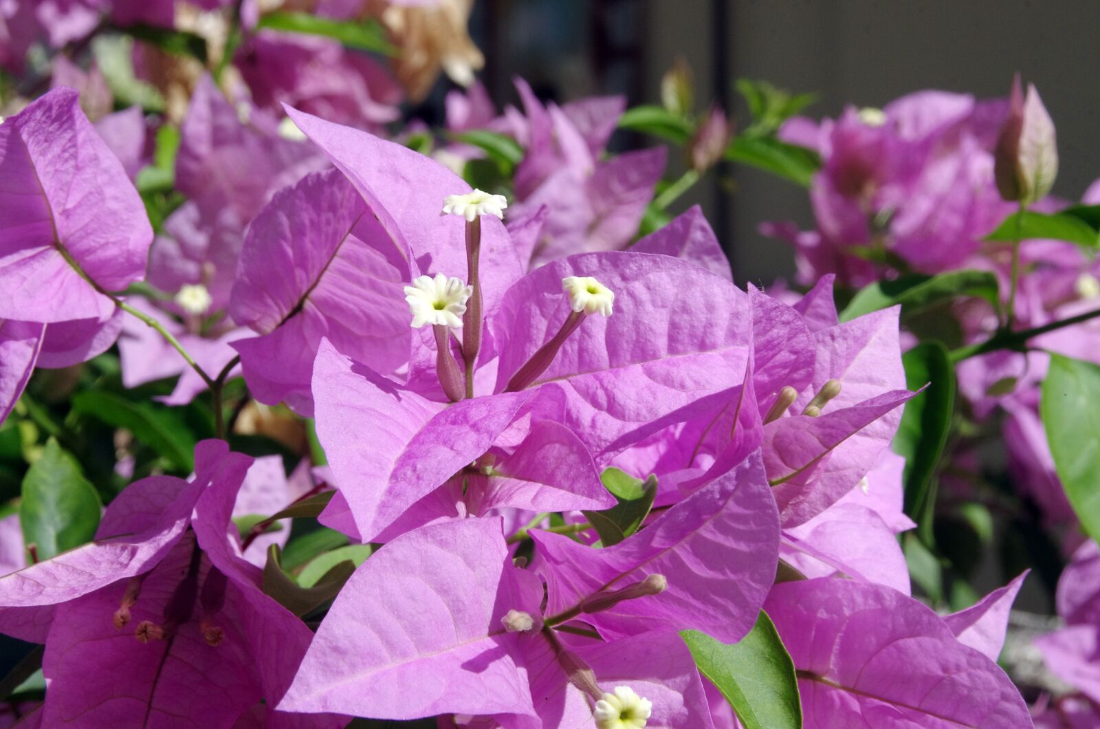 Pentax K-5 sample photo. Bougainvillea, flower, violet photography