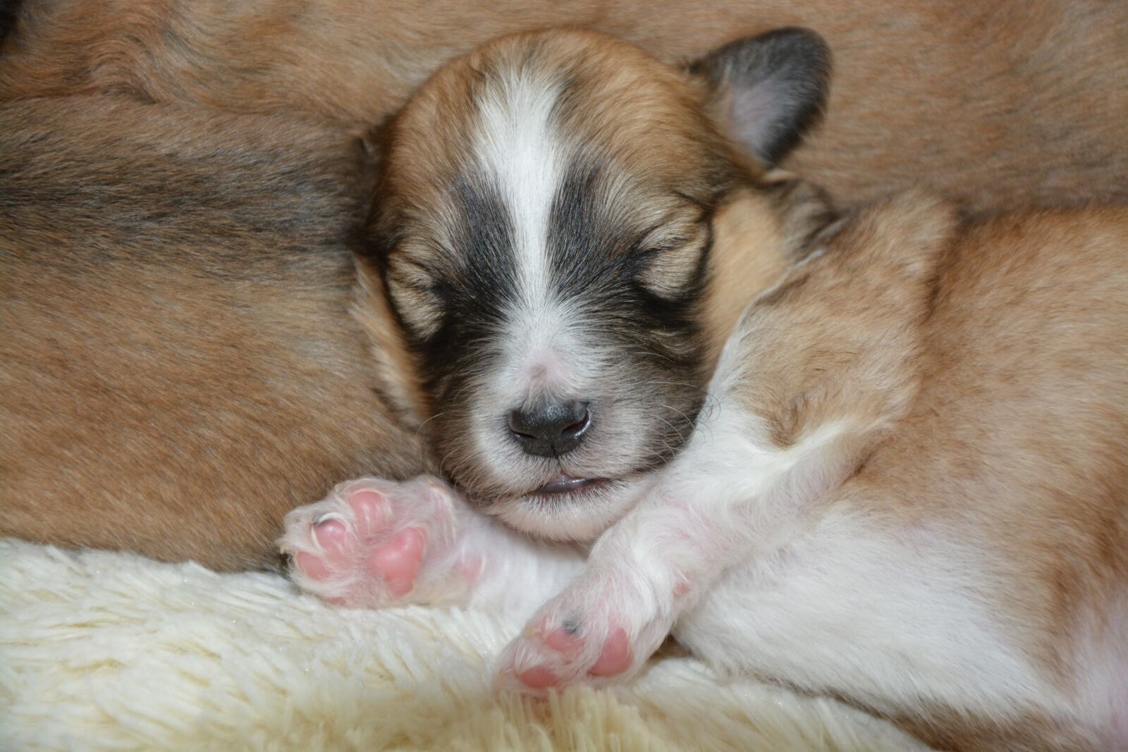 Nikon D5200 sample photo. Puppy, pup, puppies colour photography