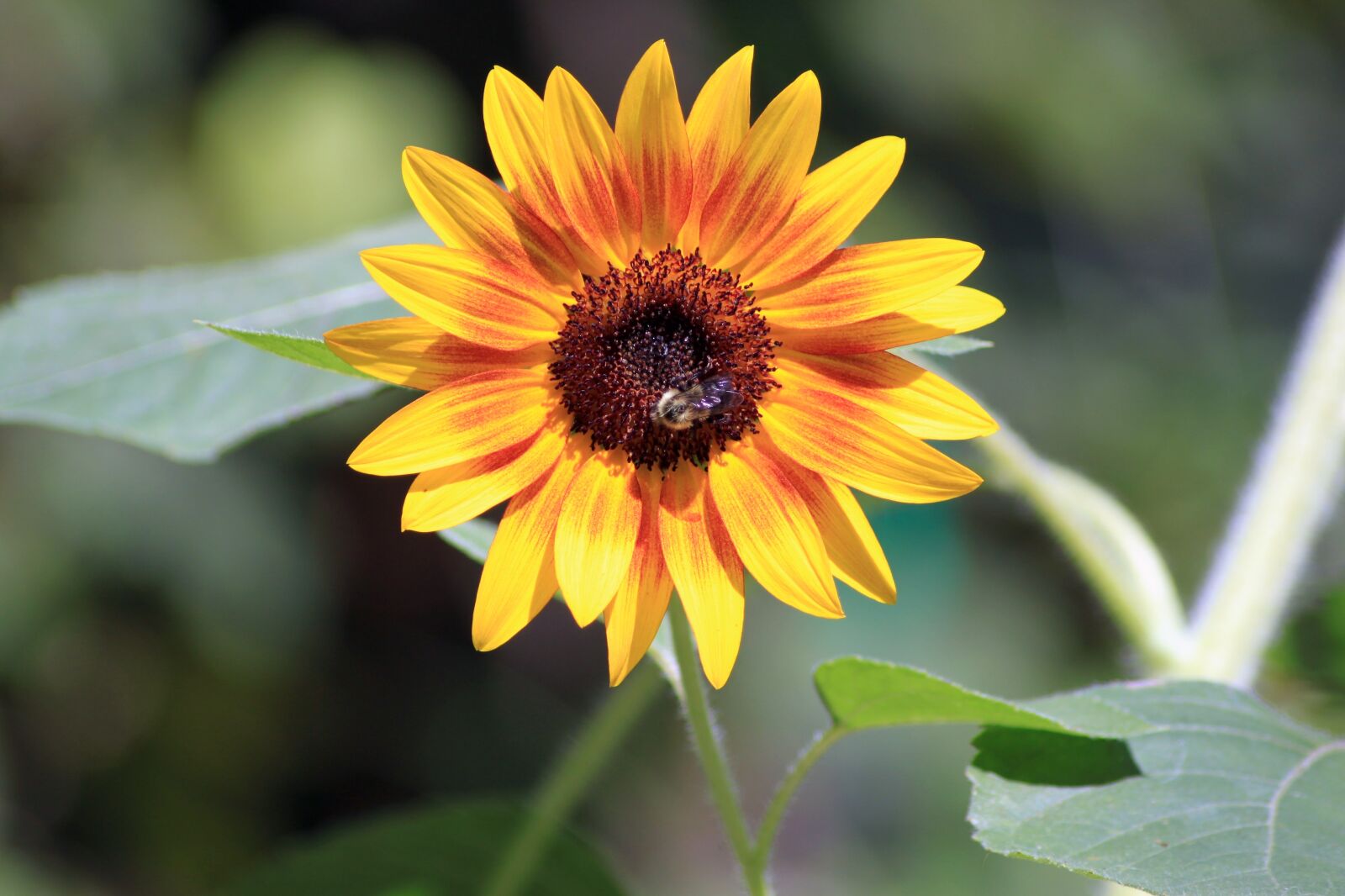 Canon EOS 500D (EOS Rebel T1i / EOS Kiss X3) sample photo. Sunflower, bees, summer photography