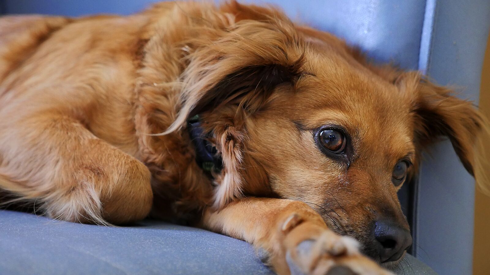 Panasonic Lumix DMC-GH4 sample photo. Dog, cute, canine photography