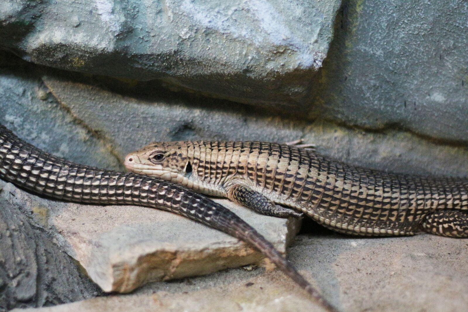 Canon EOS 700D (EOS Rebel T5i / EOS Kiss X7i) sample photo. Sudan plated lizard, reptile photography