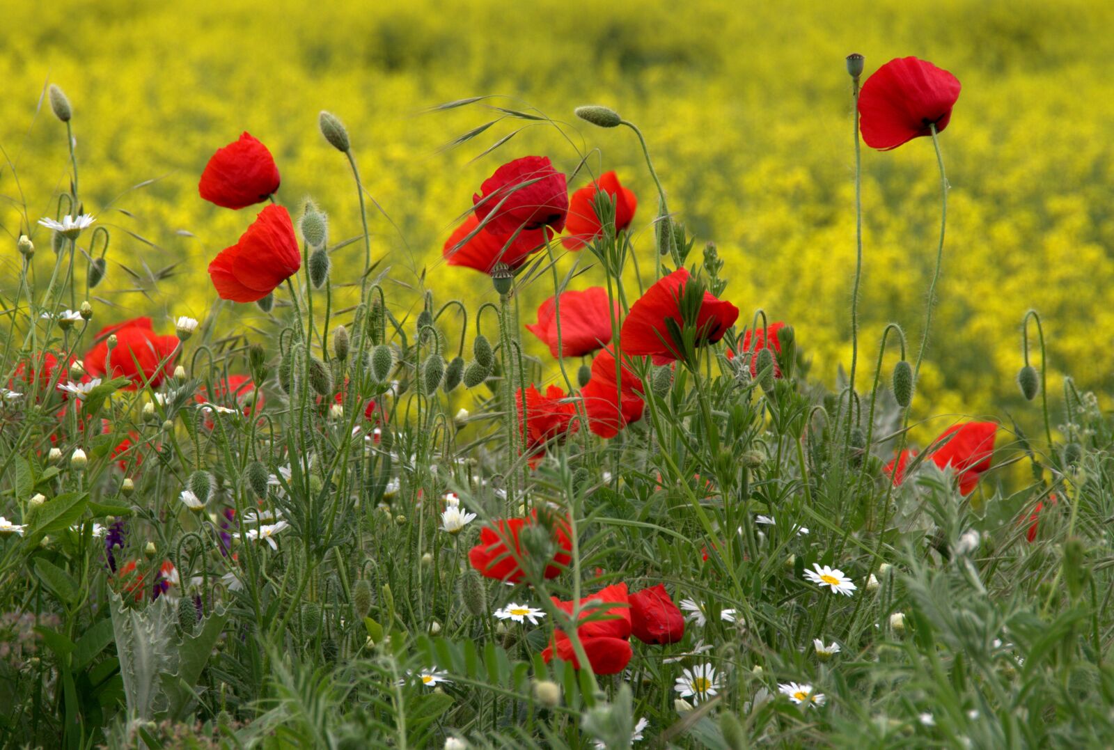 Canon EOS 700D (EOS Rebel T5i / EOS Kiss X7i) sample photo. Poppies, camp, red photography
