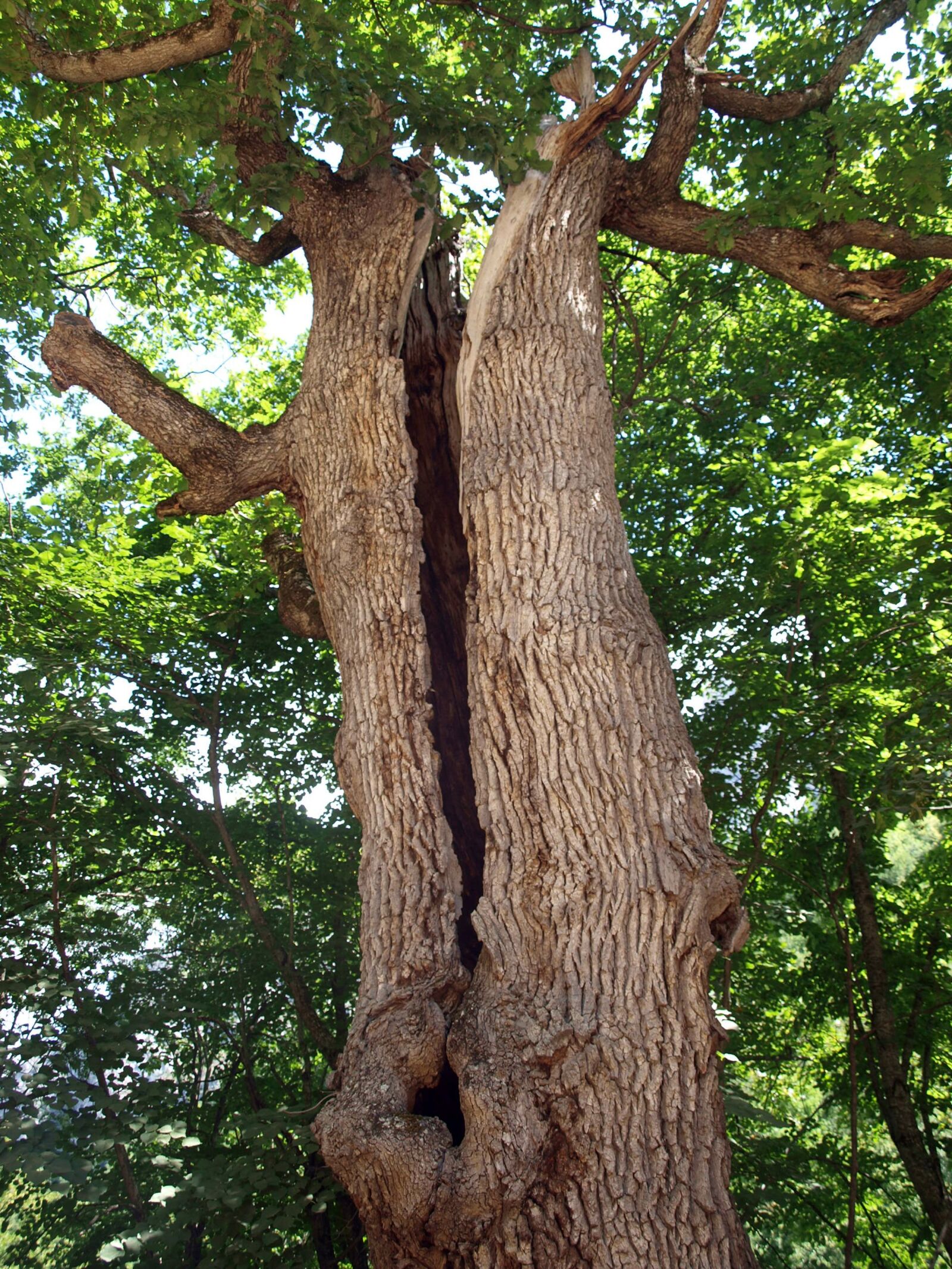 Olympus E-420 (EVOLT E-420) sample photo. Tree, tree trunk, nature photography