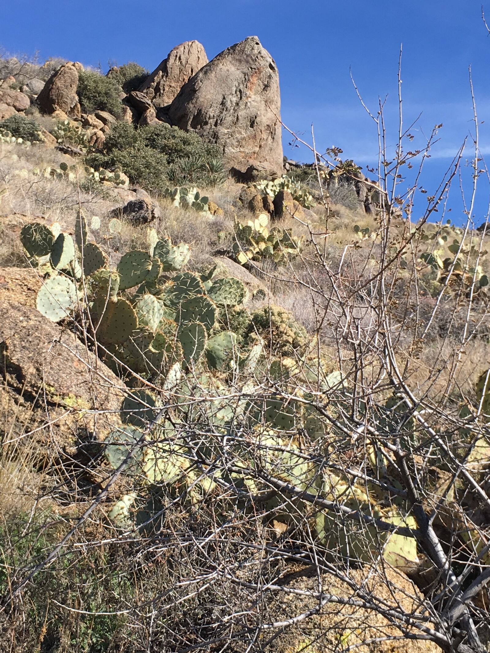 iPhone 6s Plus back camera 4.15mm f/2.2 sample photo. Cactus, desert, landscape photography