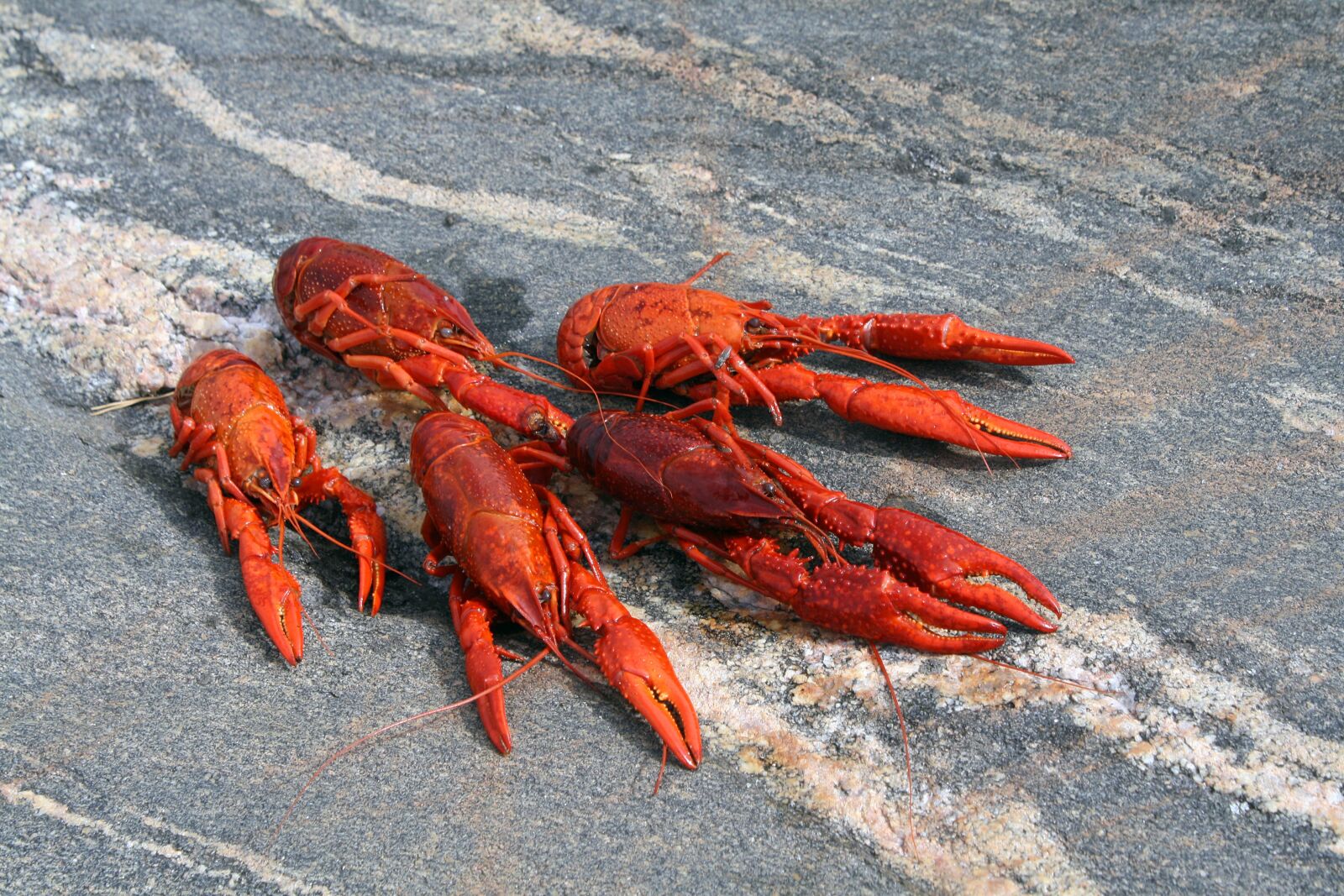 Canon EOS 1000D (EOS Digital Rebel XS / EOS Kiss F) sample photo. Crustacean, cooked, red photography