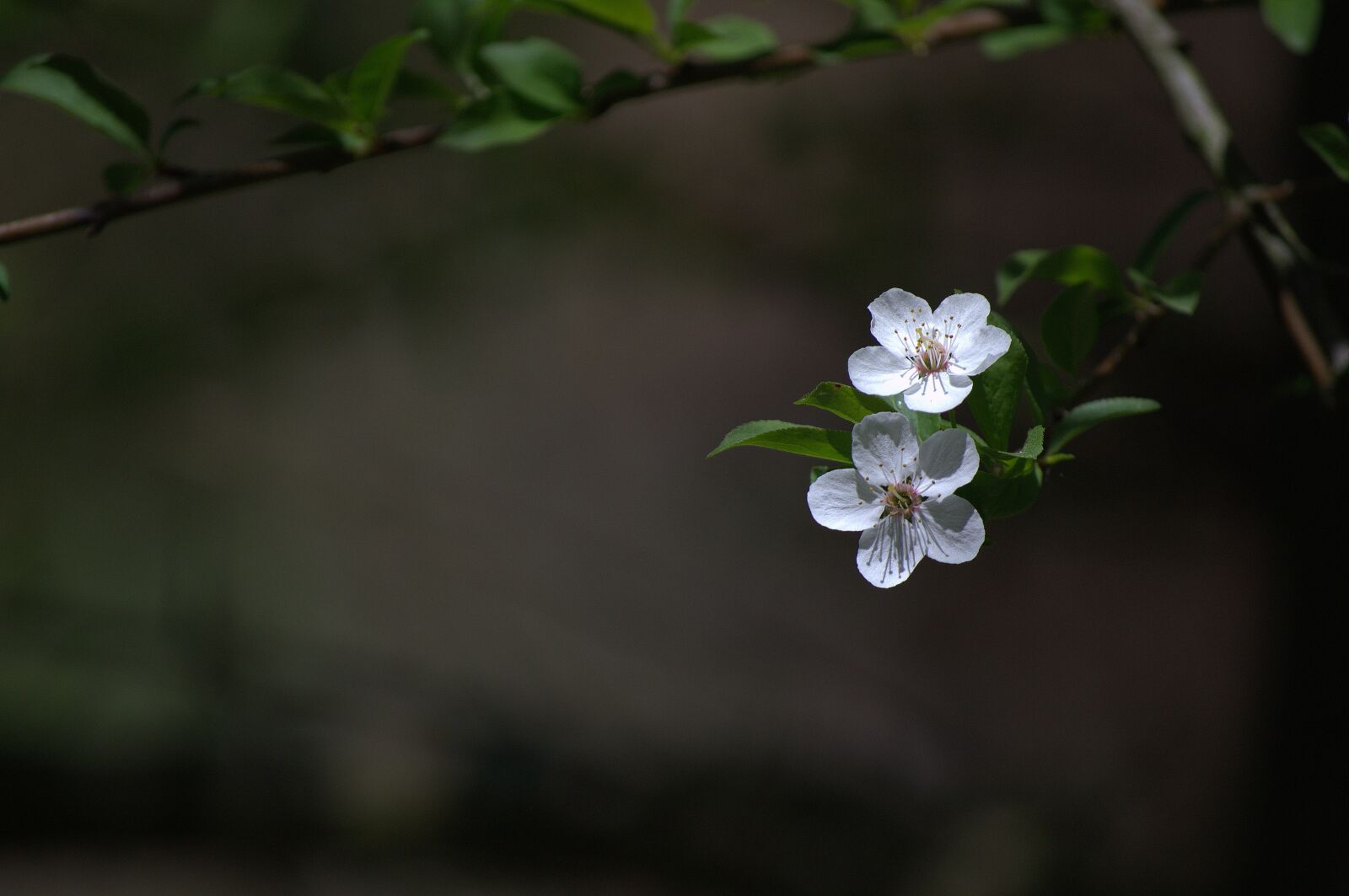 Nikon D3100 sample photo. Nature, spring, slovakia photography