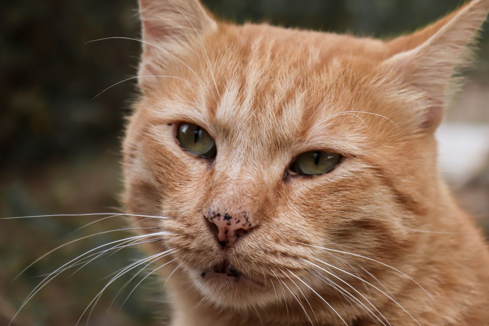 Canon EOS 200D (EOS Rebel SL2 / EOS Kiss X9) sample photo. Cat, red, striped photography