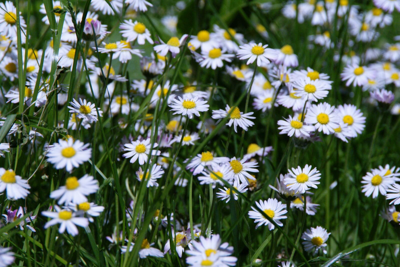 Sony Alpha DSLR-A300 sample photo. Daisy, flower meadow, pointed photography