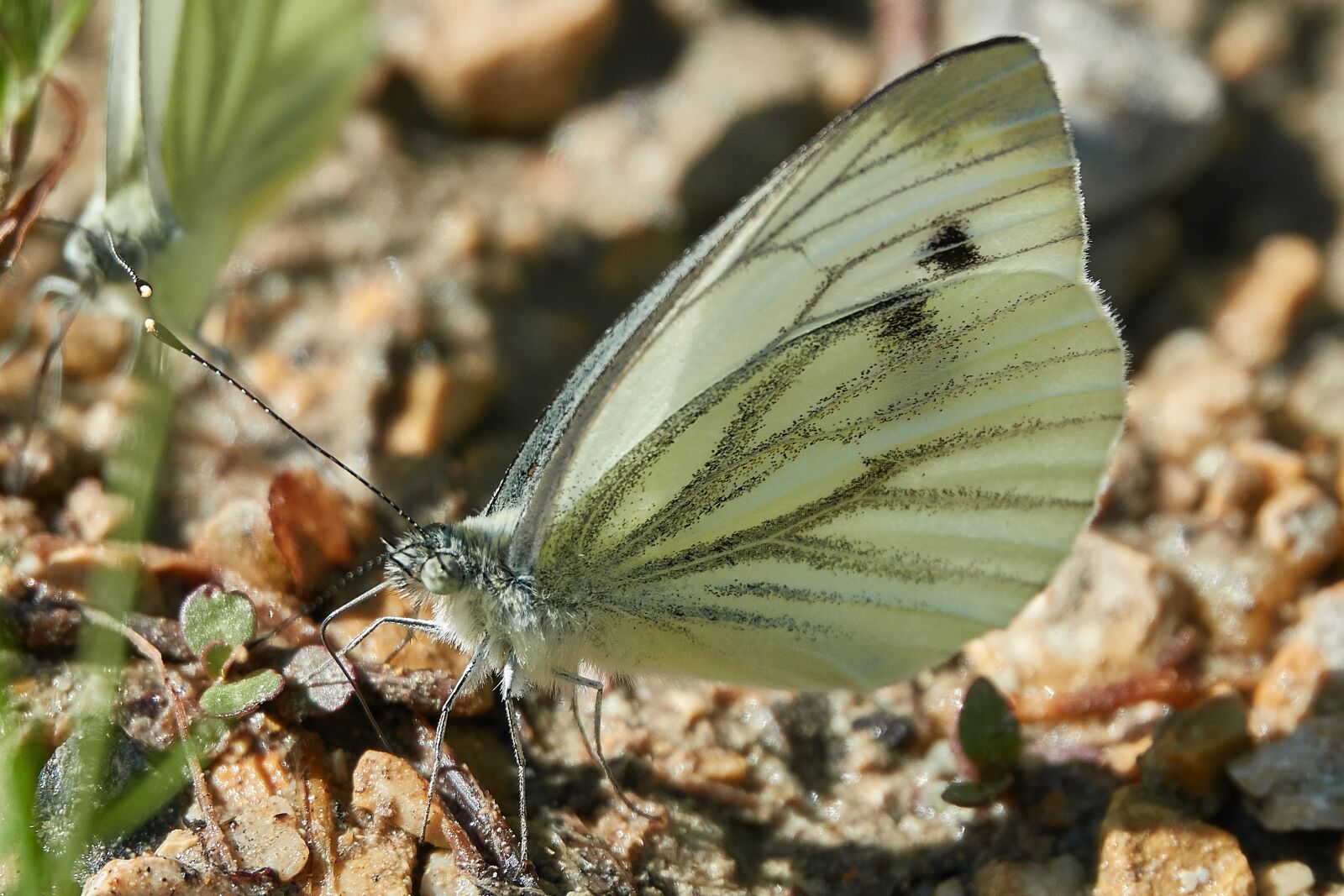 Sony Cyber-shot DSC-RX10 IV sample photo. Butterfly, insect, wing photography