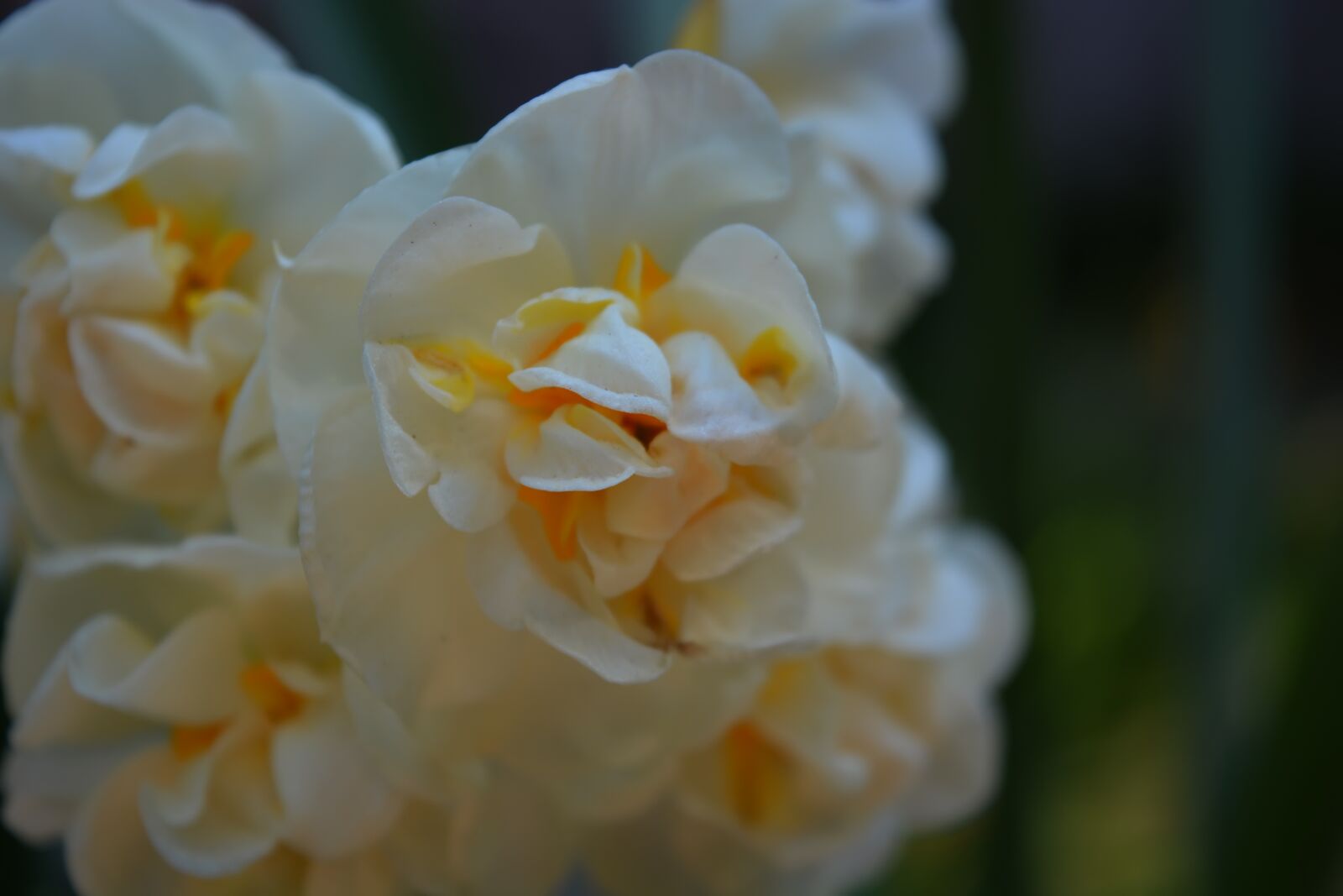 Nikon D5200 sample photo. Flowers, daffodils, spring photography