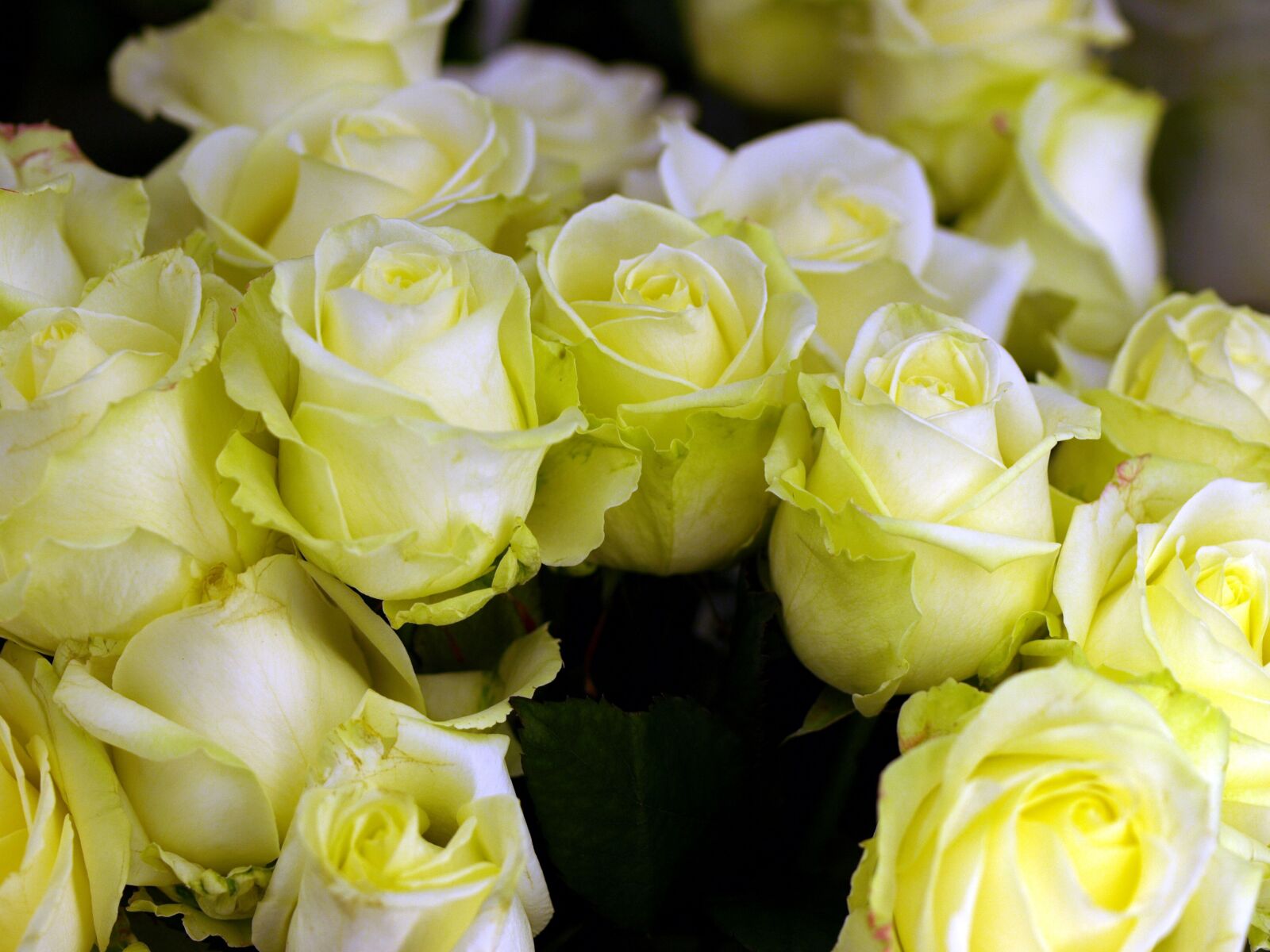 Olympus E-510 (EVOLT E-510) sample photo. Flower, floral, love photography
