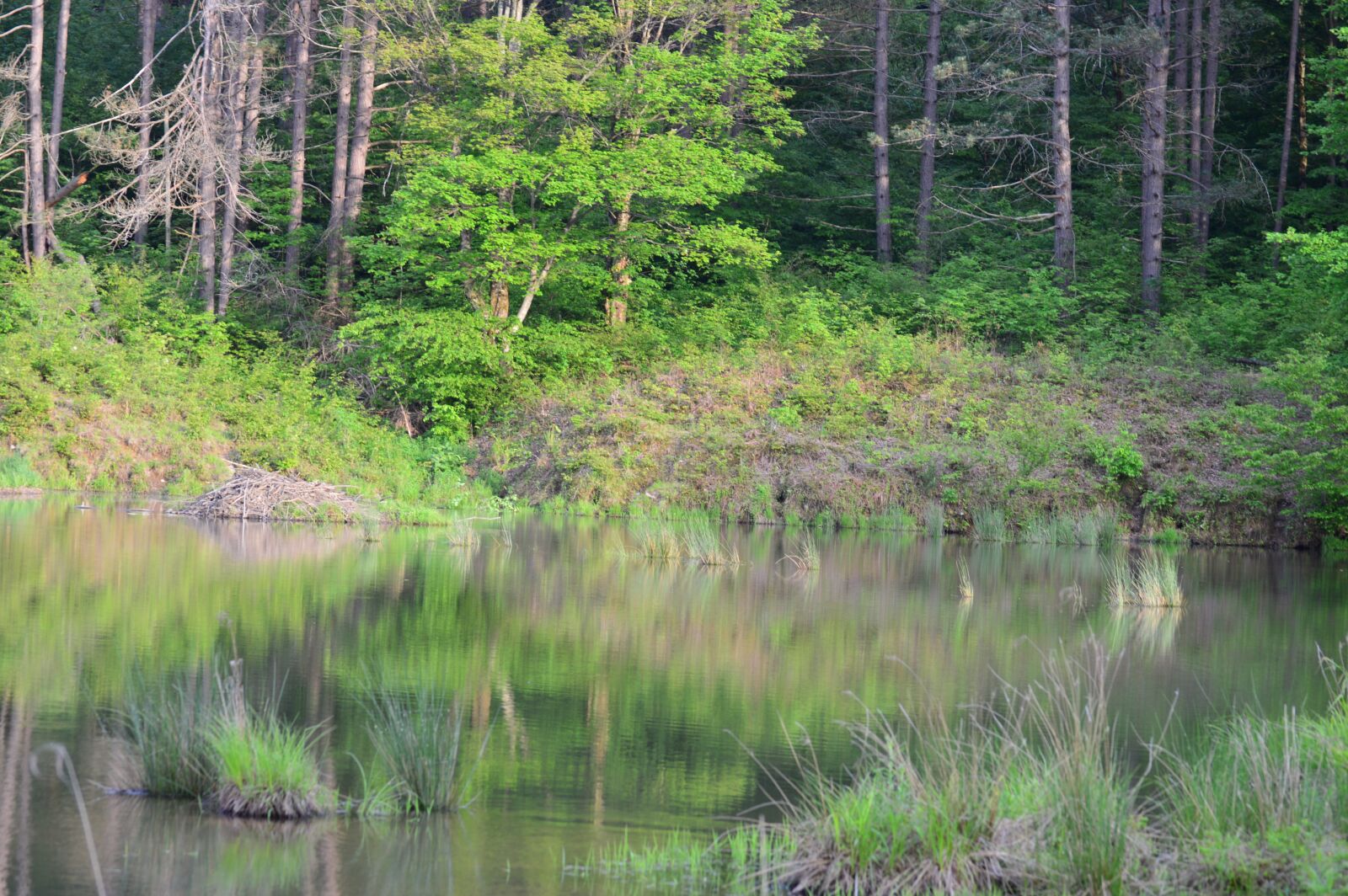 Nikon D3200 sample photo. Pond, beaver, reflection photography