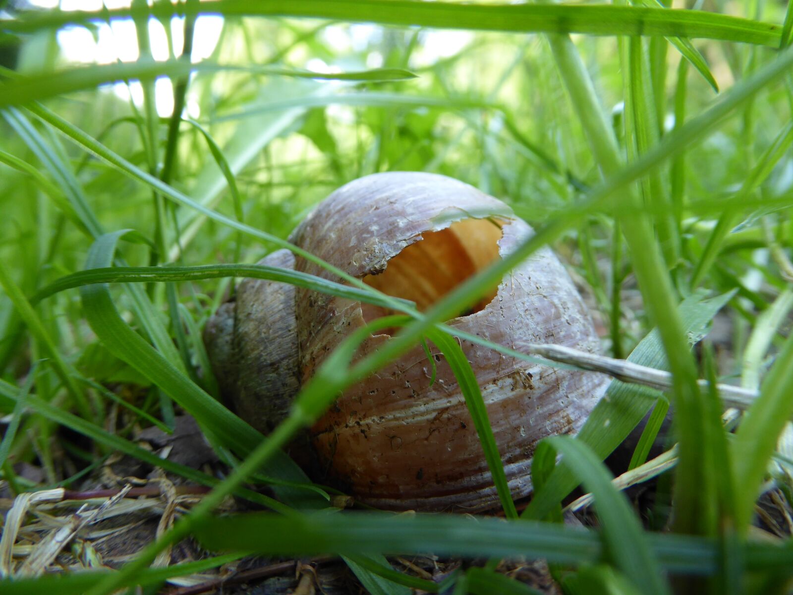 Panasonic DMC-TZ61 sample photo. Shell, snail, snail shell photography