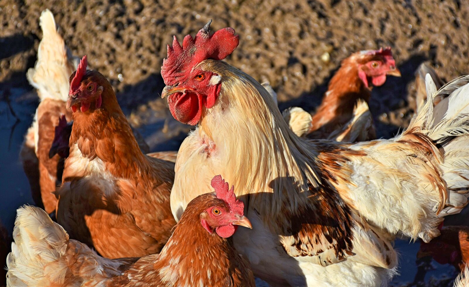 Nikon D7200 sample photo. Chickens, gockel, poultry photography