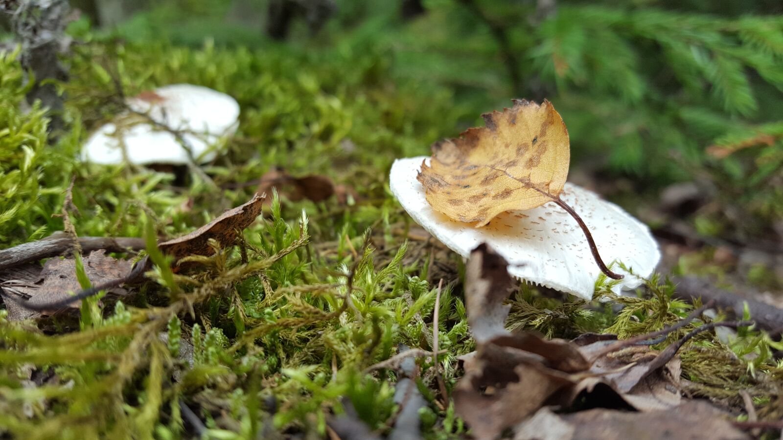 Samsung GALAXY S6 edge sample photo. Forest, fall, mushrooms photography