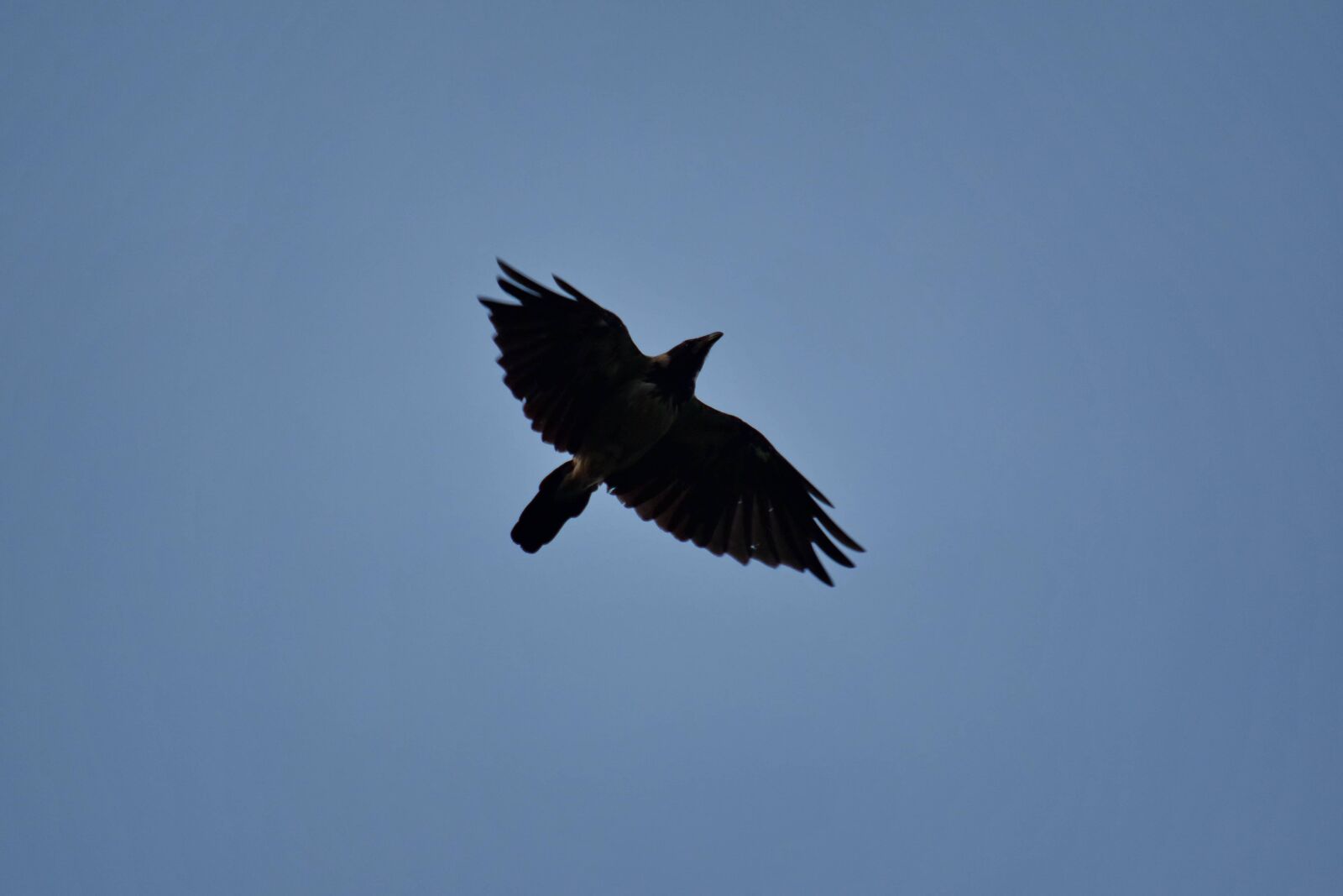 Nikon D5500 sample photo. Blue sky, flying, flyover photography