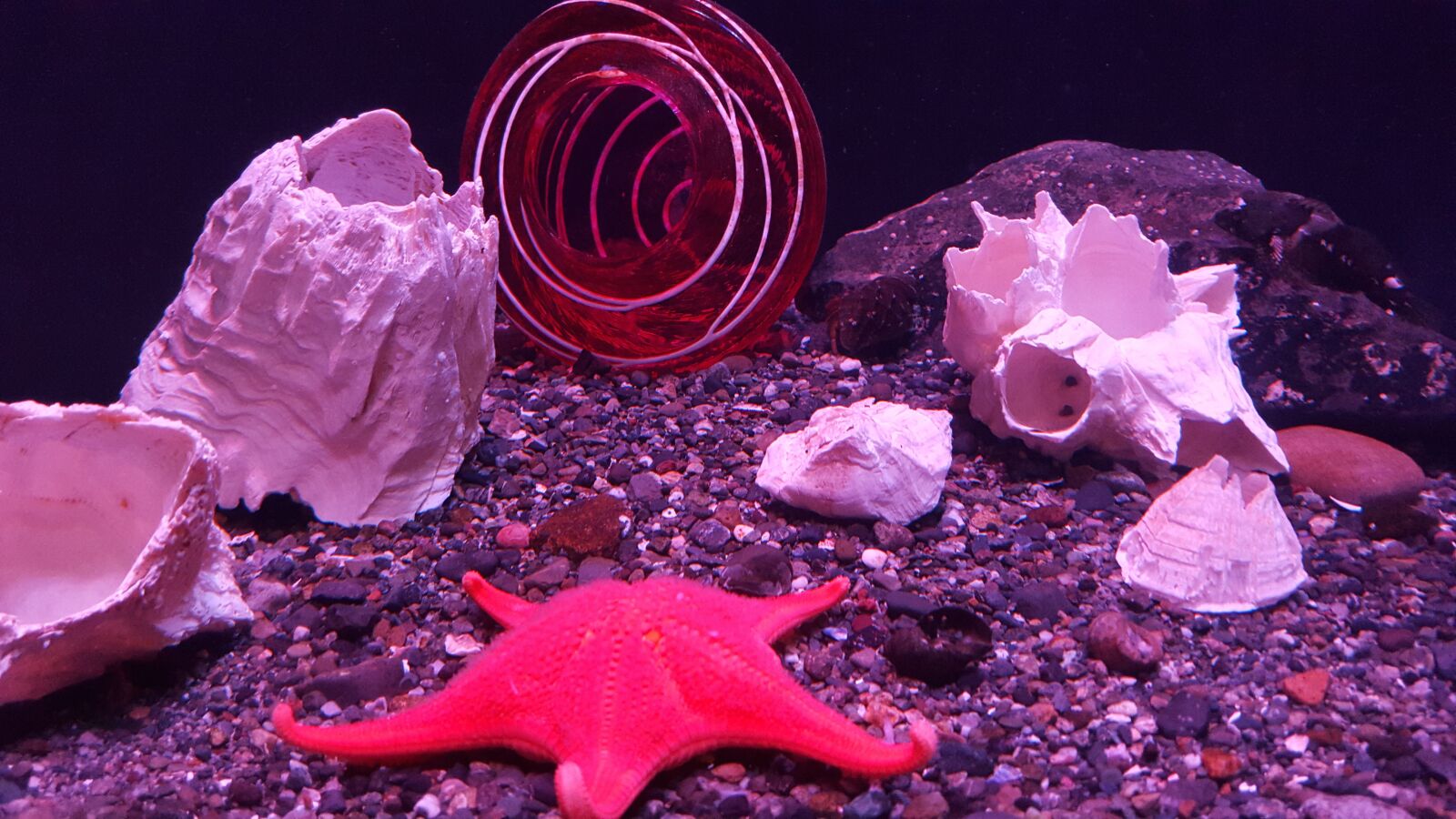 Samsung Galaxy S6 sample photo. Starfish, seastar, ocean photography
