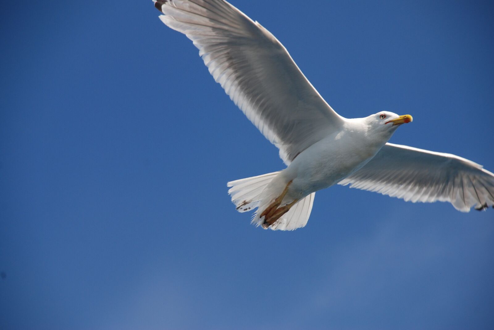 Nikon D80 sample photo. Seagull, bird, coast photography