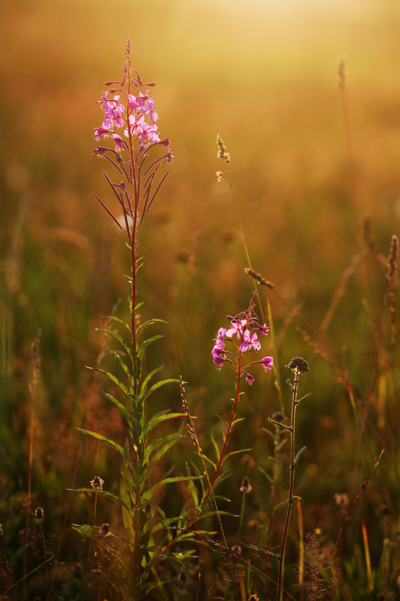Canon EOS 5D sample photo. Field, summer, meadow photography