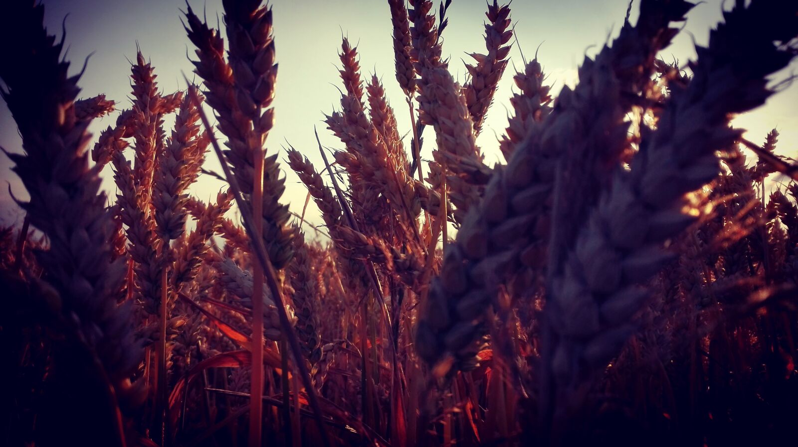 HUAWEI P8 Lite sample photo. Summer, harvest, ears photography