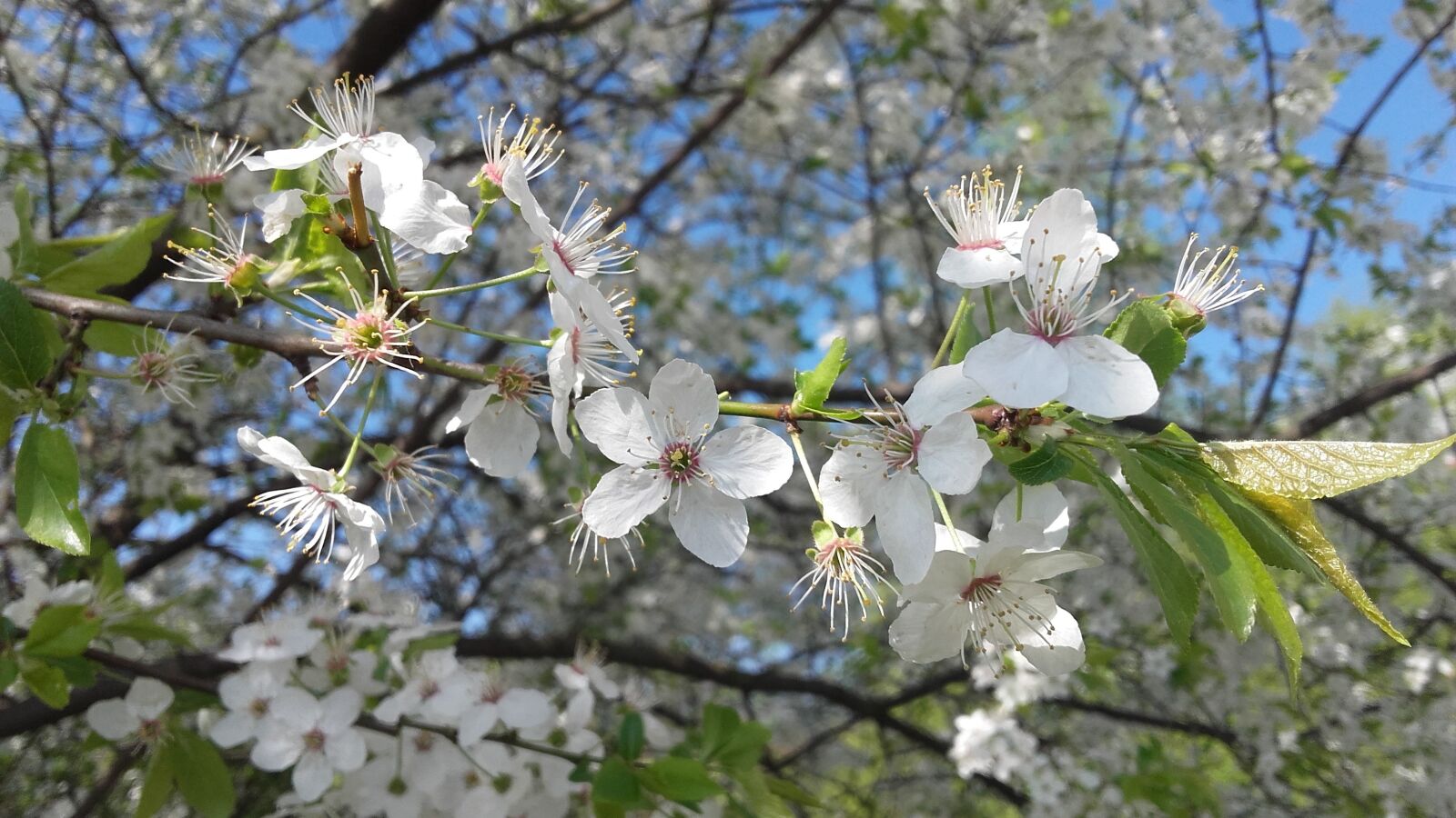 Samsung Galaxy Grand Prime sample photo. Spring, white flower, flowers photography