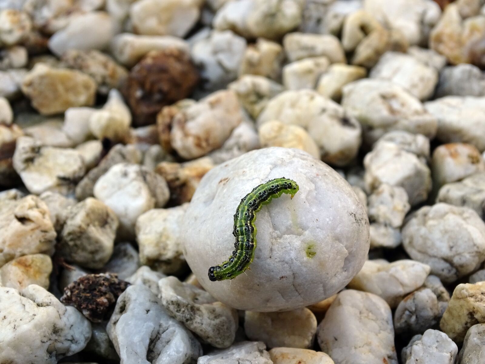 Sony Cyber-shot DSC-HX400V sample photo. Boxwood borer, caterpillar, pest photography