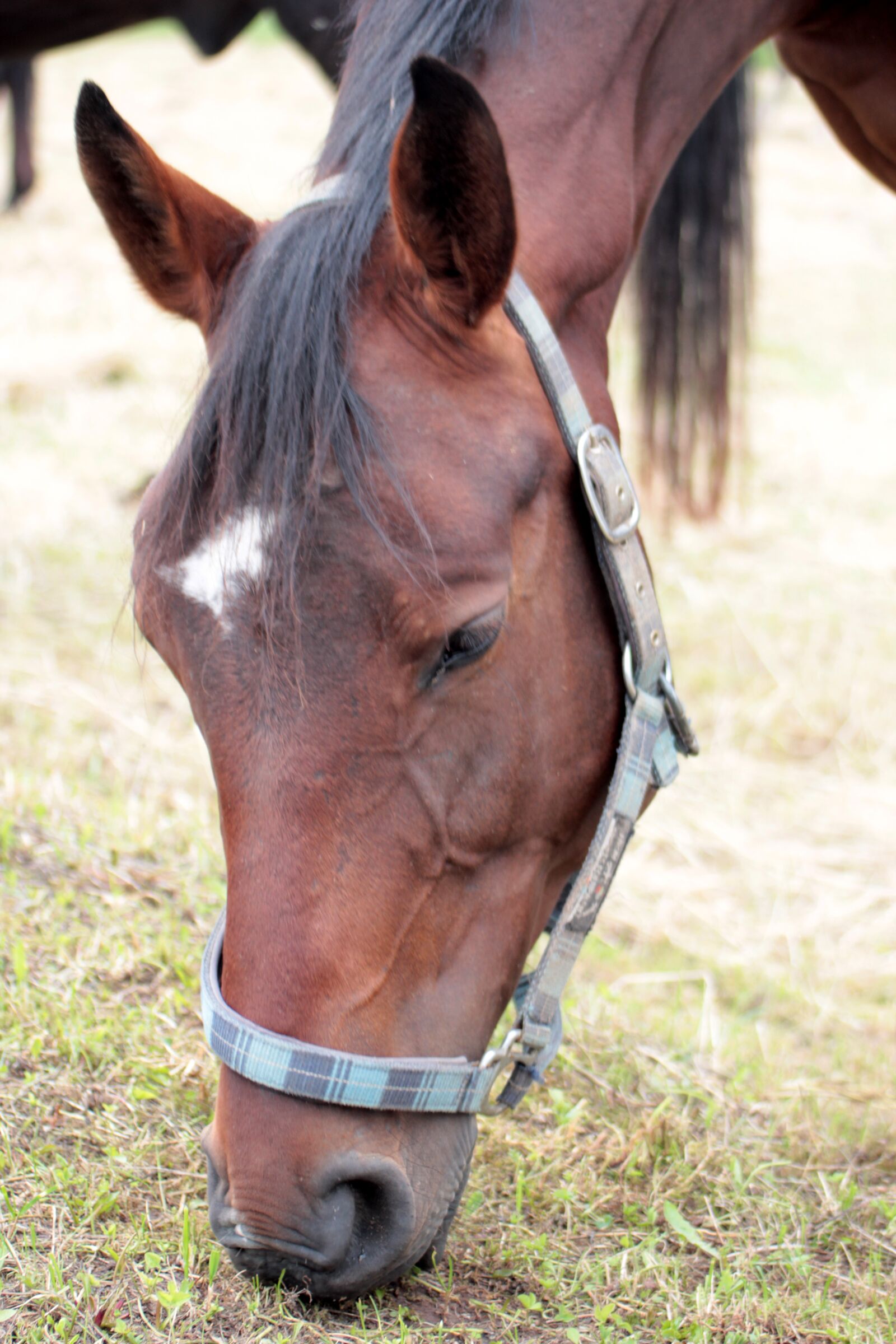 Canon EF 55-200mm F4.5-5.6 II USM sample photo. Horse, head, portrait photography