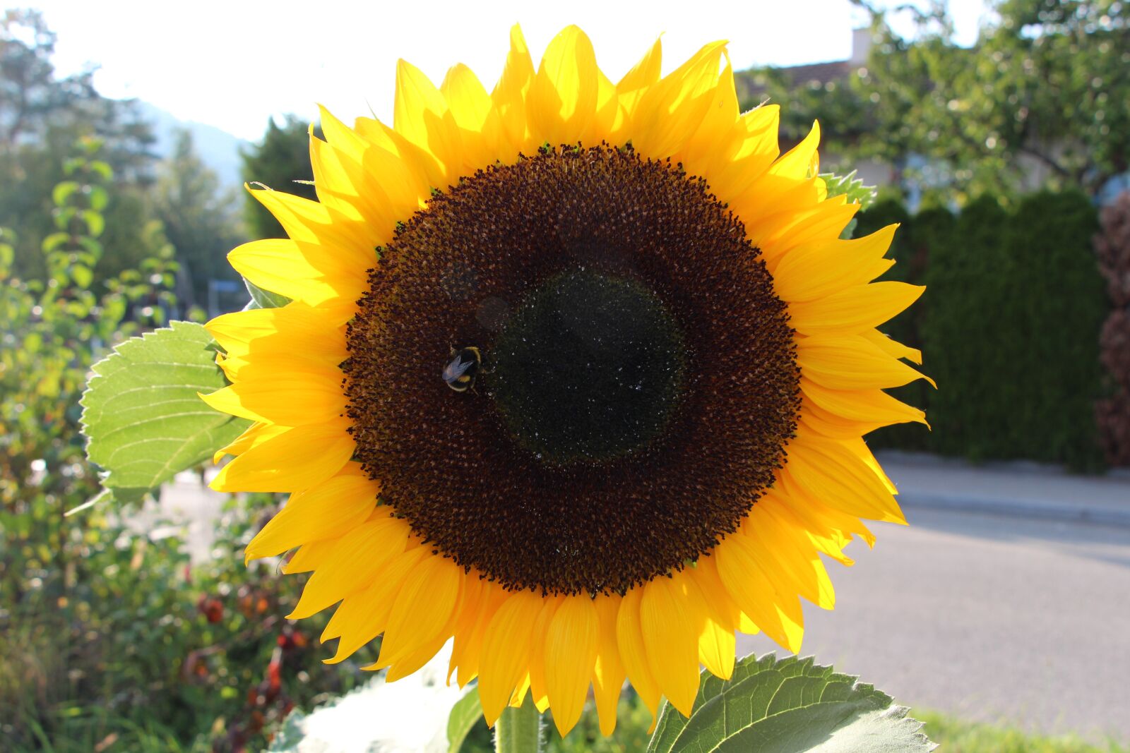 Canon EOS 700D (EOS Rebel T5i / EOS Kiss X7i) sample photo. Switzerland, sun, flower photography