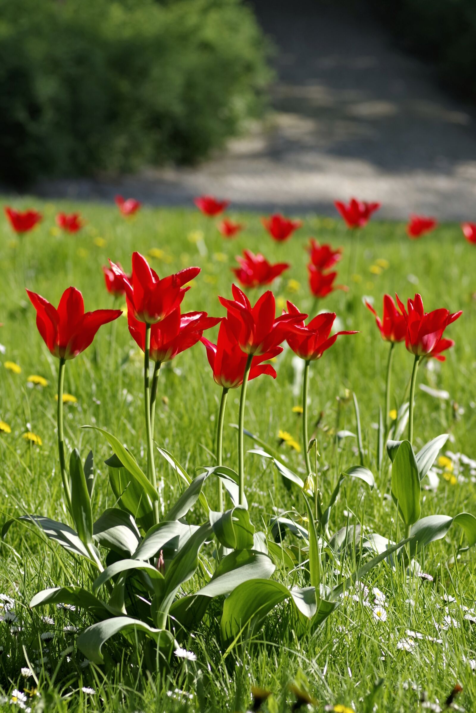 Pentax K-S2 sample photo. Meadow, fancy, floral photography