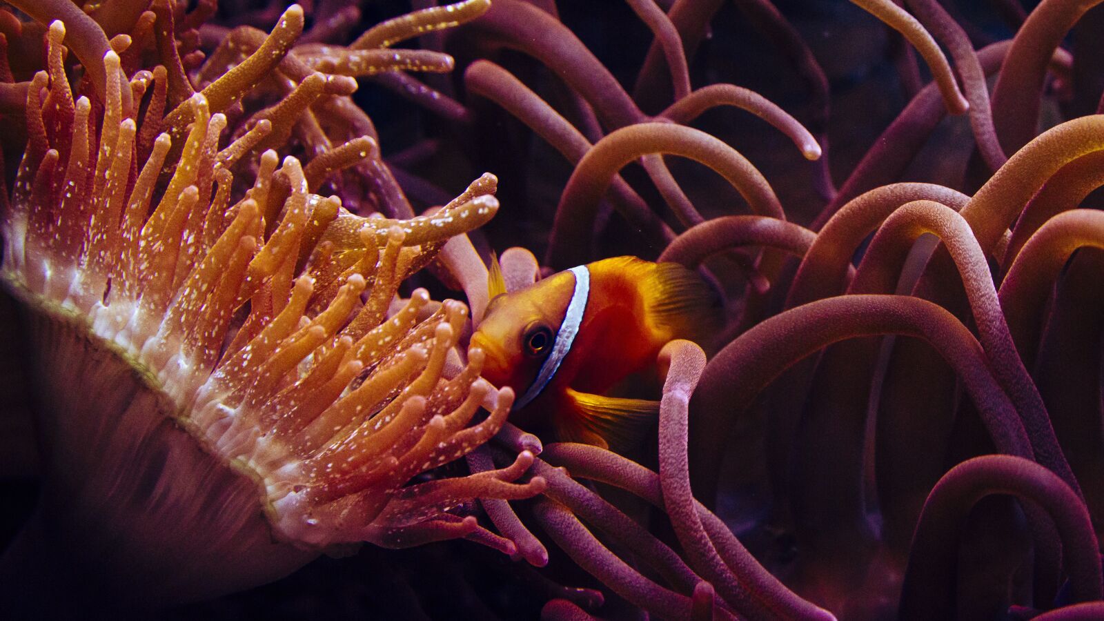 Canon EOS 650D (EOS Rebel T4i / EOS Kiss X6i) sample photo. Clown fish, anemone fish photography