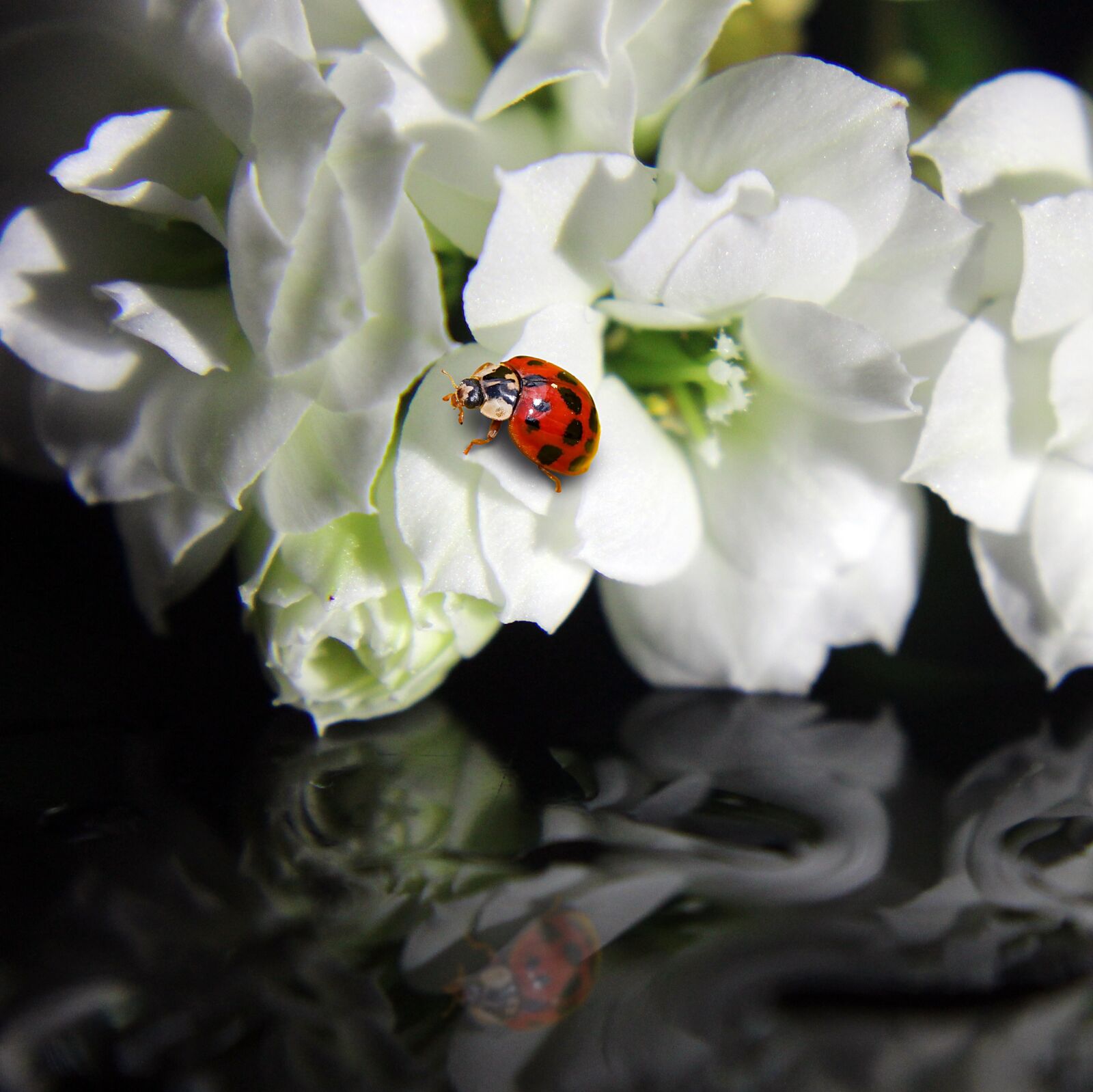 Canon EOS 1300D (EOS Rebel T6 / EOS Kiss X80) sample photo. Ladybug, flower, insect photography