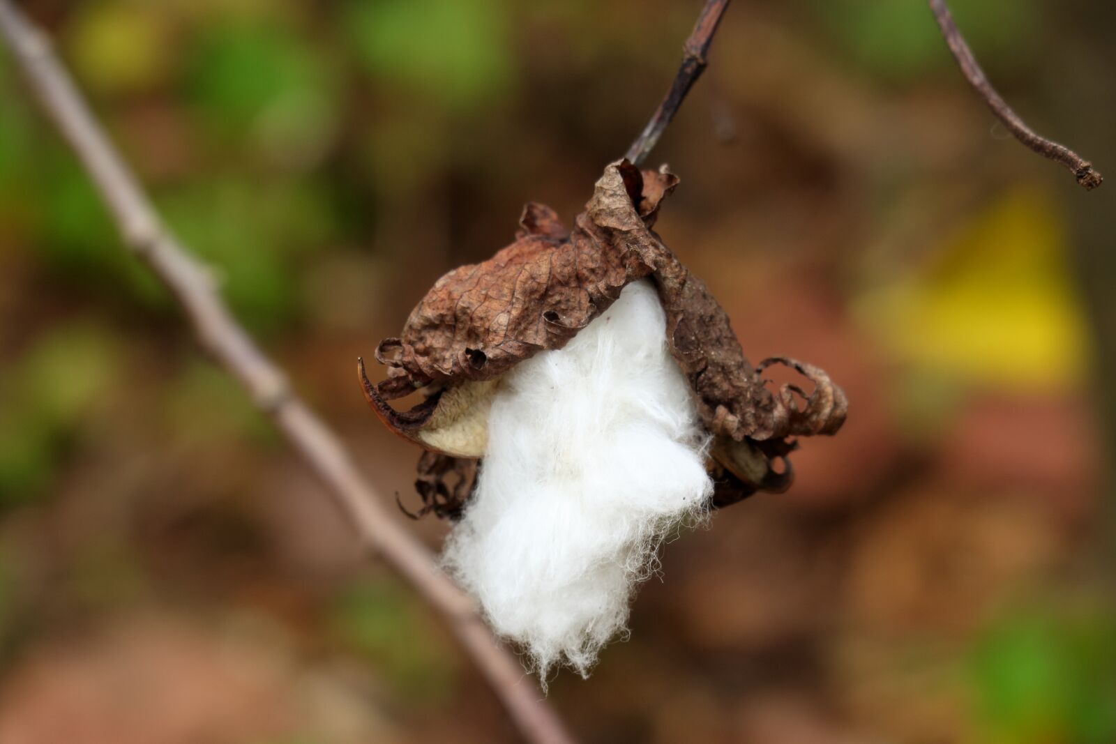 Canon PowerShot G3 X sample photo. Cotton plant, cotton, cotton photography