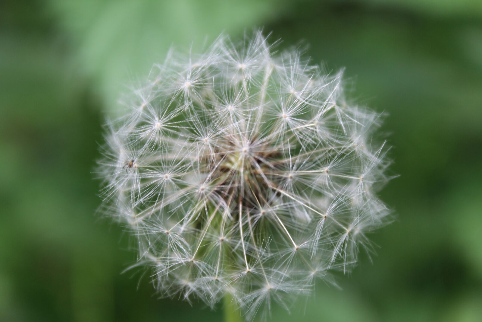 Canon EOS 1200D (EOS Rebel T5 / EOS Kiss X70 / EOS Hi) sample photo. Nature, flower, dandelion photography