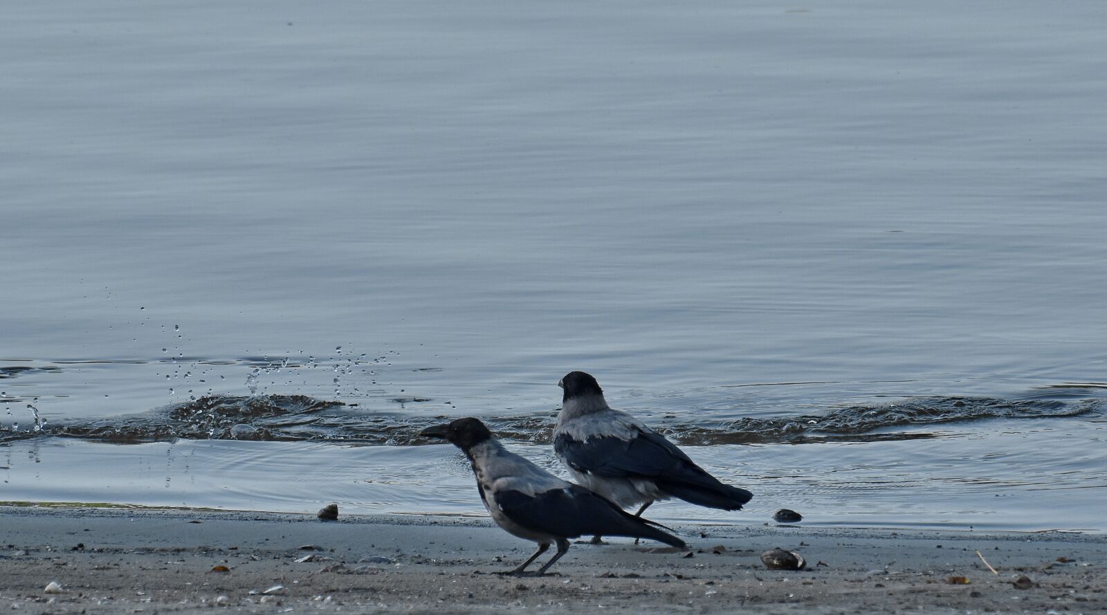 Nikon D5500 sample photo. Birds, crow, danube, riverbank photography