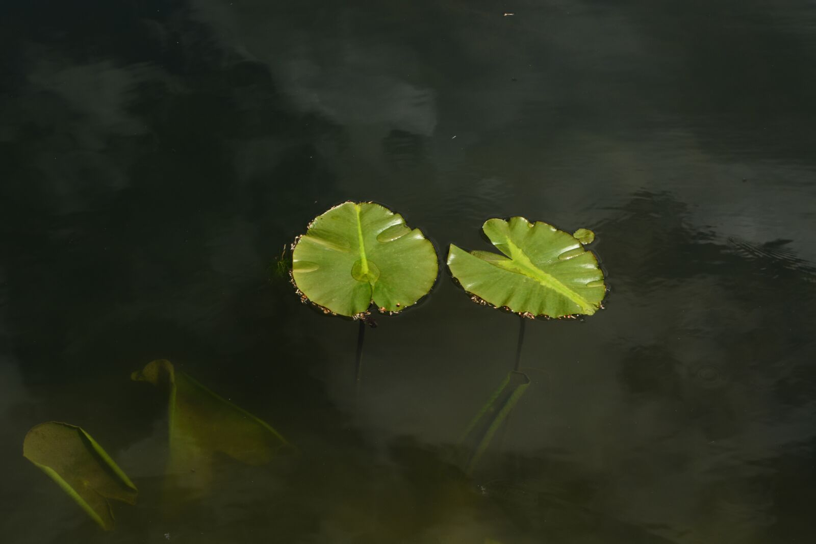 Nikon D5200 sample photo. Lake, pools, lily pad photography