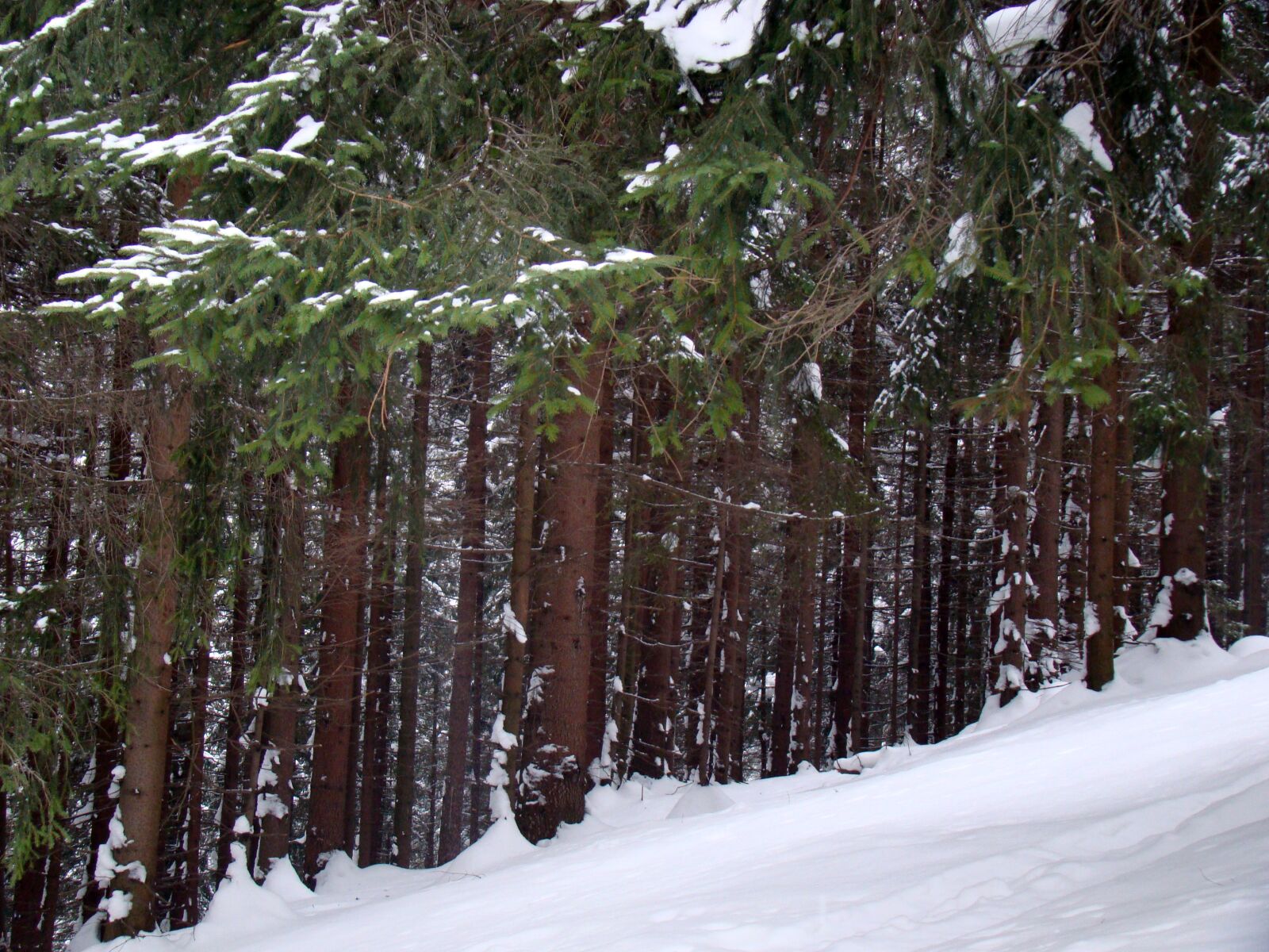 Sony Cyber-shot DSC-H50 sample photo. Forest, winter, coniferous forest photography