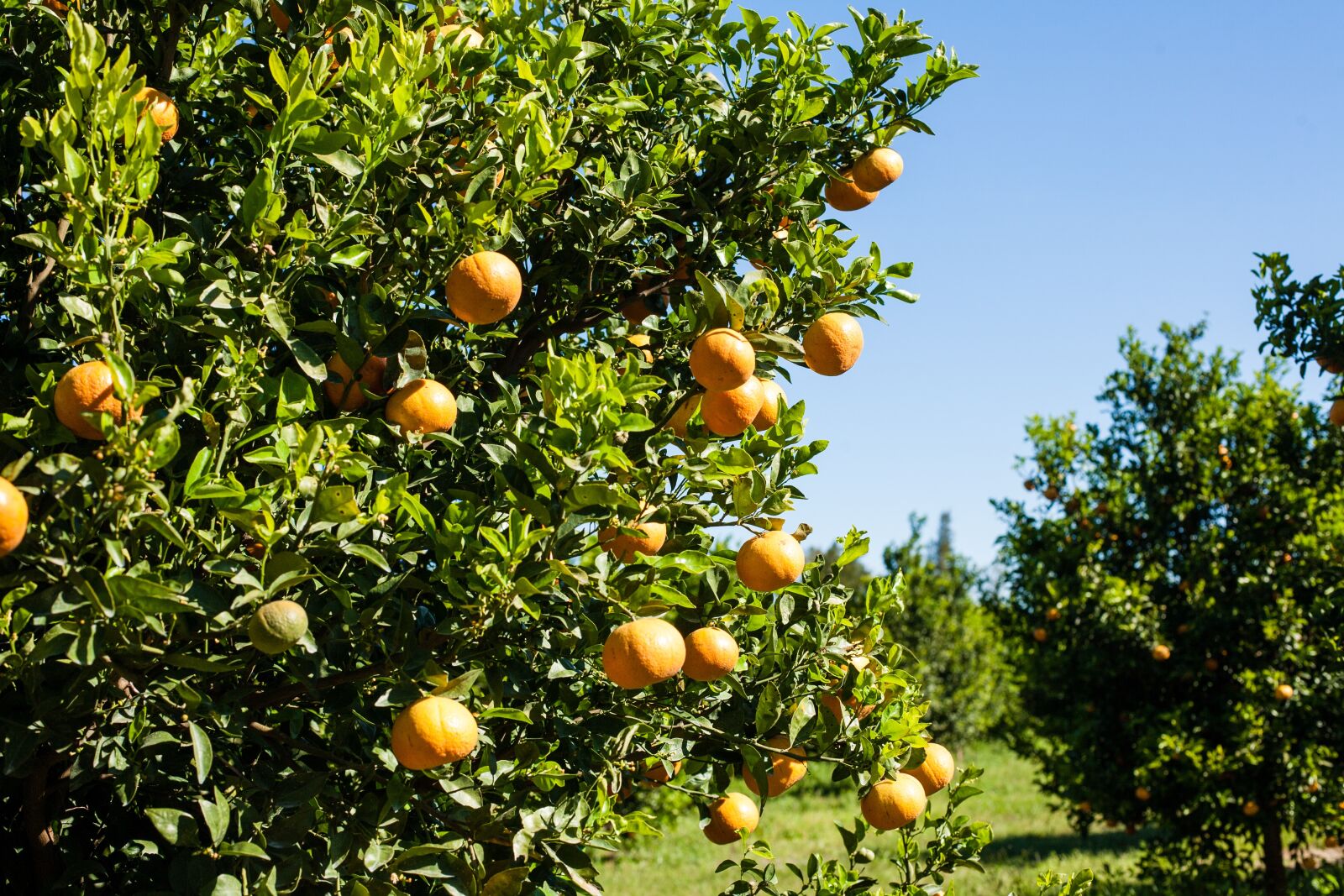 Canon EOS 5D + Canon EF 50mm F1.4 USM sample photo. Orange, production, packing photography