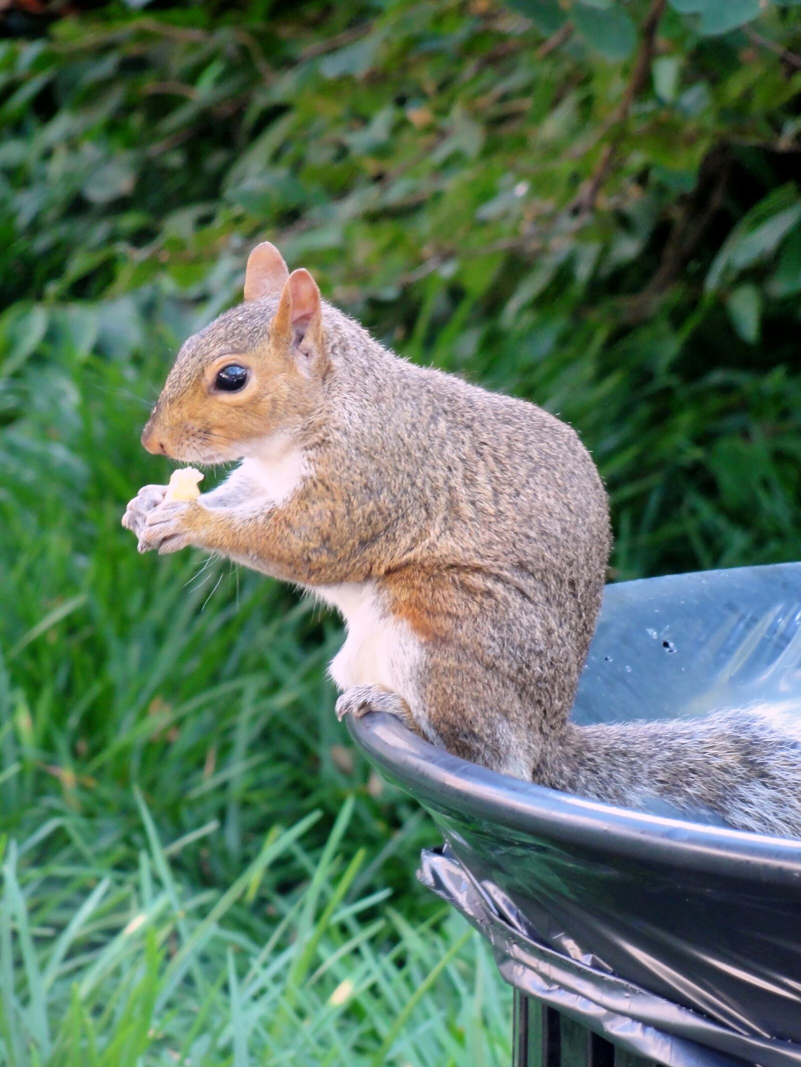 Sony DSC-HX5V sample photo. Squirrel, wildlife, nature photography