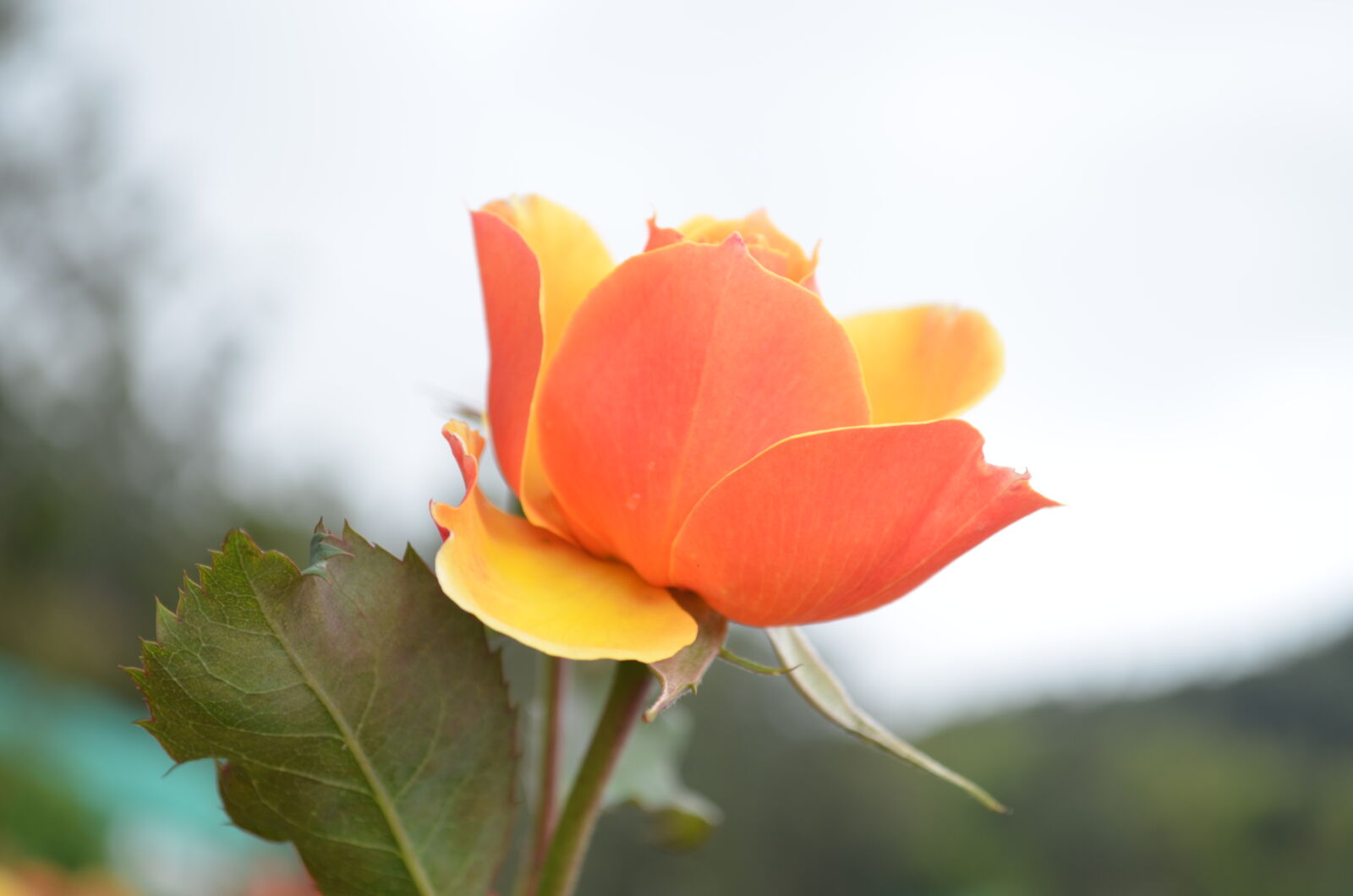 Nikon D5100 sample photo