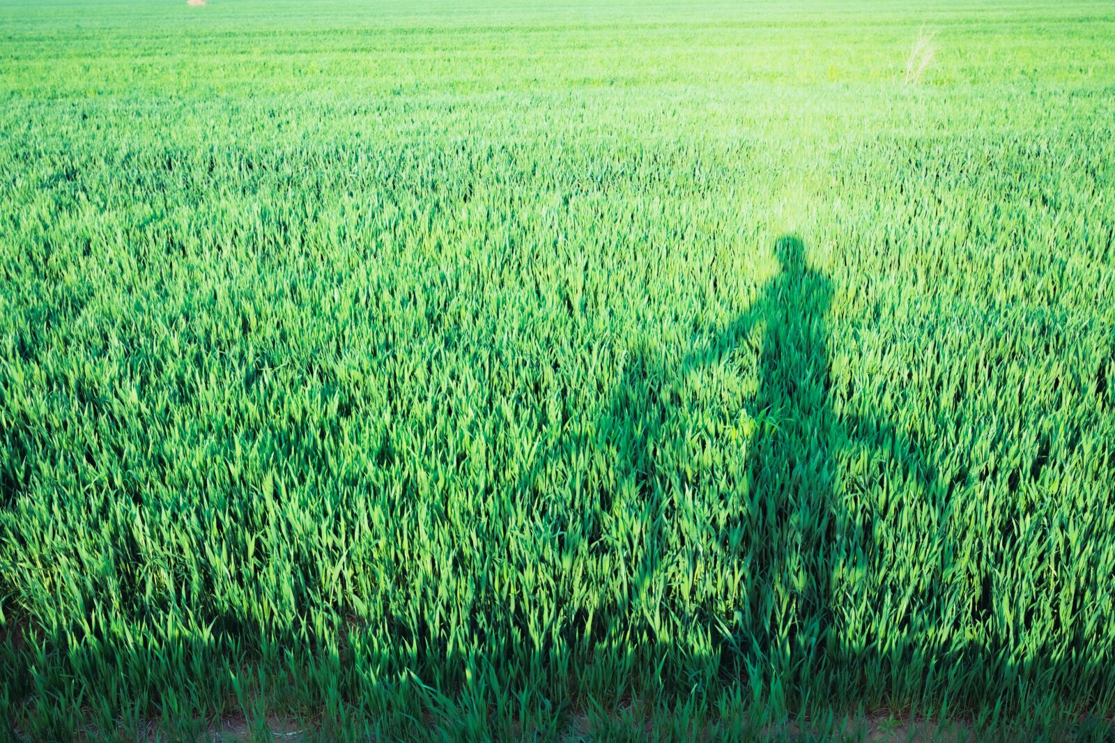 Nikon D7200 sample photo. In wheat field, riding photography