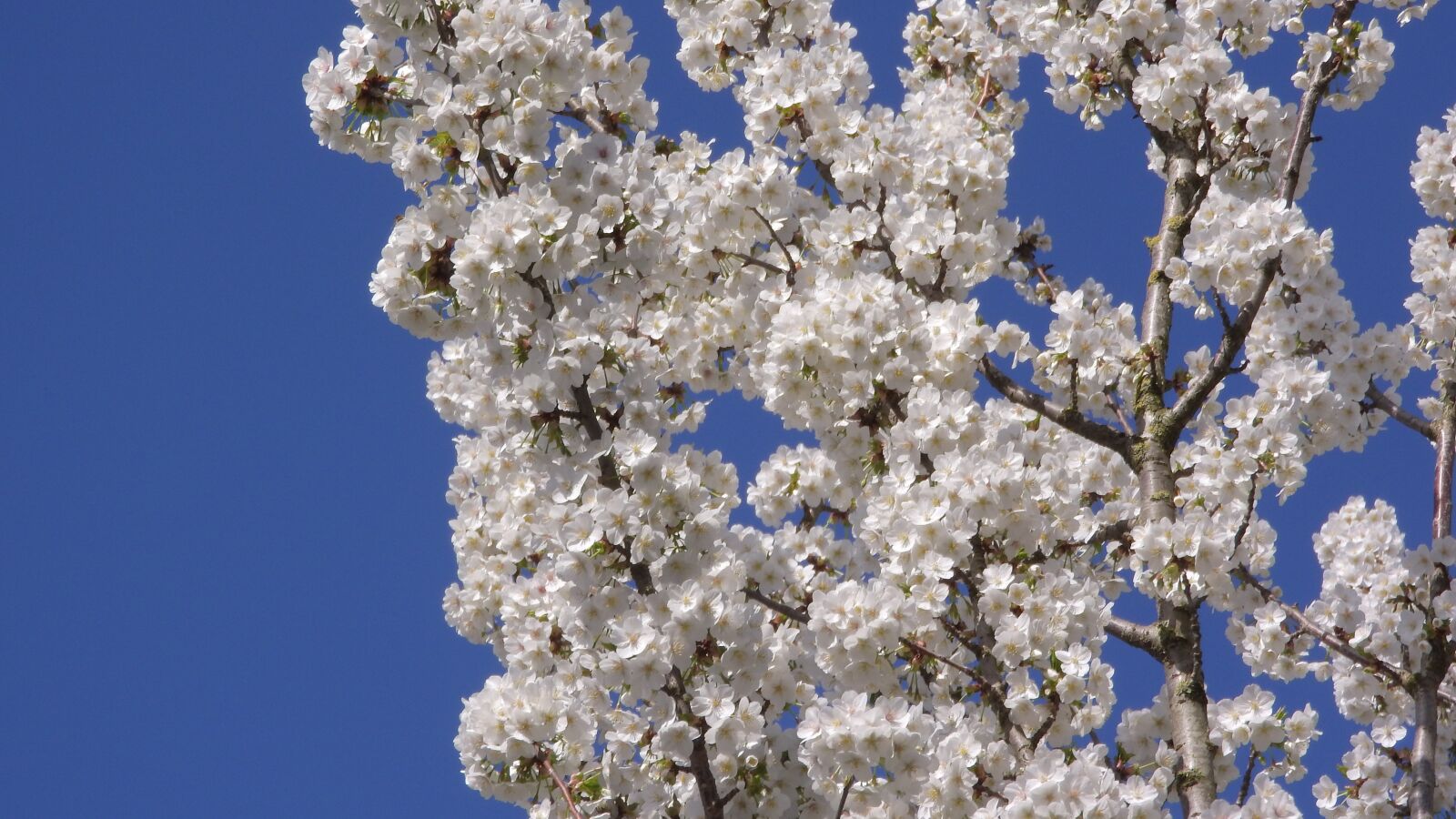 Nikon Coolpix P610 sample photo. Cherry blossoms, cherry, white photography