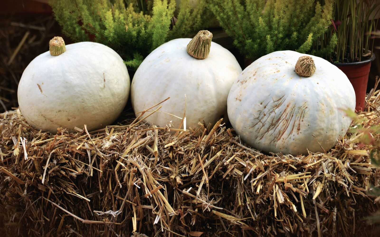 Nikon D5200 sample photo. Autumn, pumpkin, straw, vegetable photography