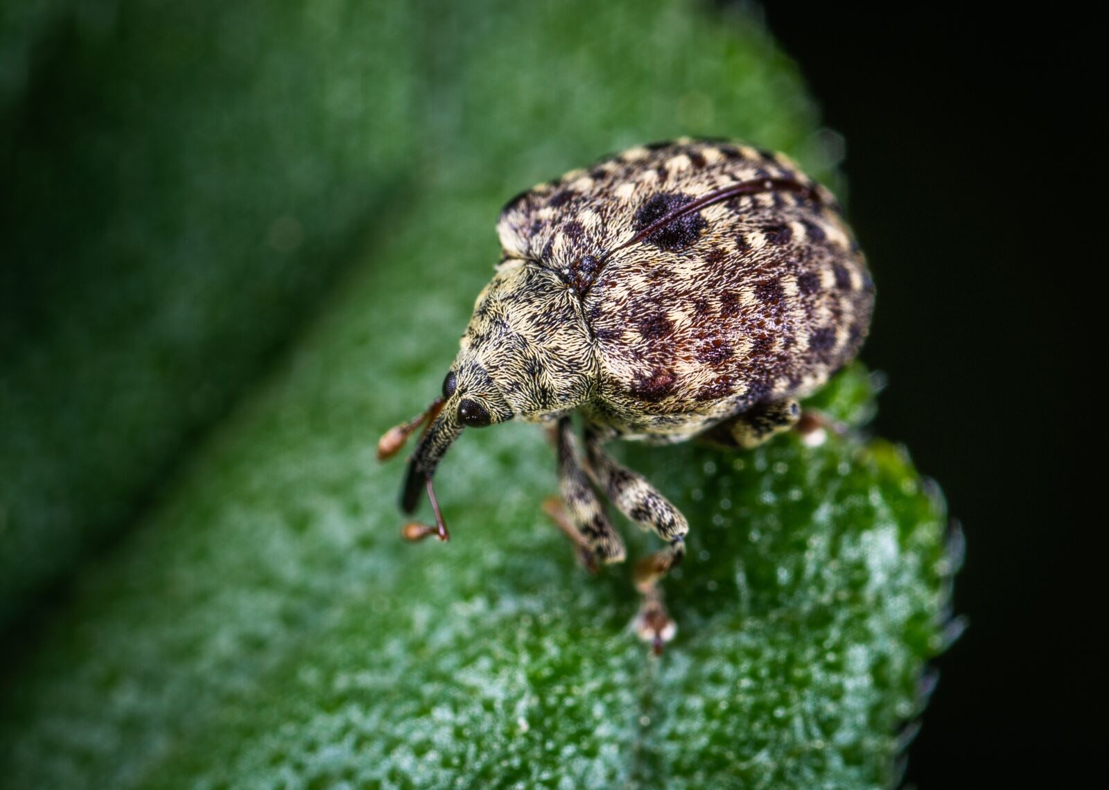 Sony a7R II sample photo. Macro, insect, bespozvonochnoe photography