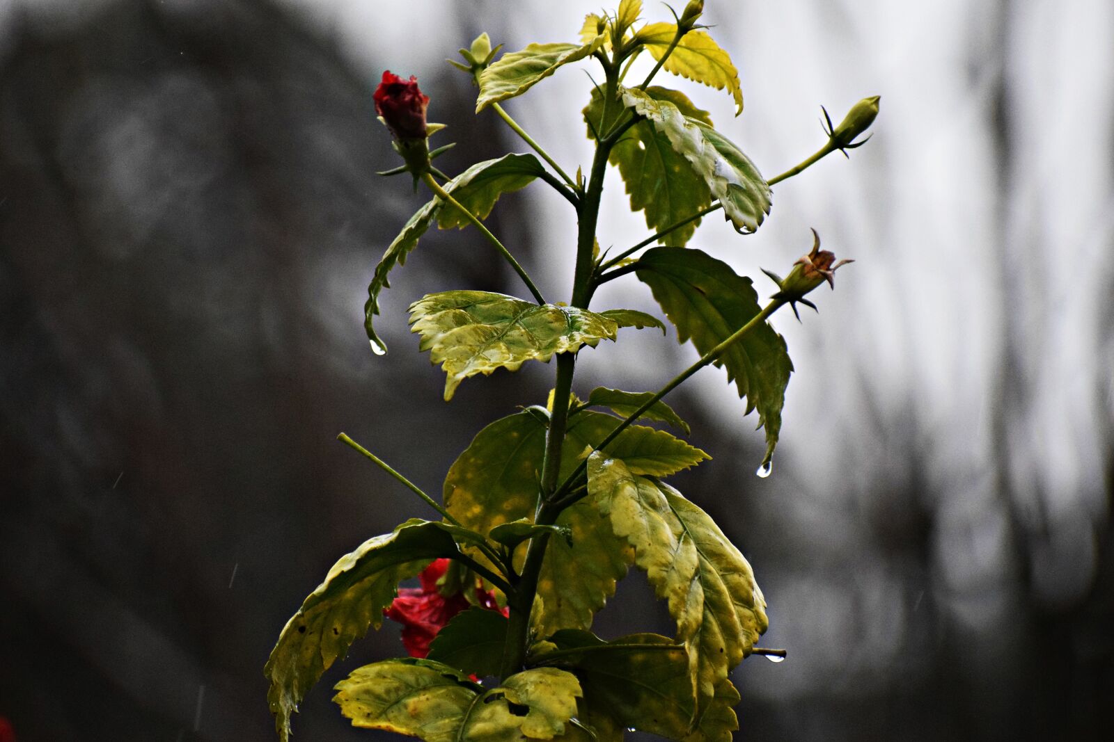 Nikon D3300 sample photo. Rain, water, wet photography