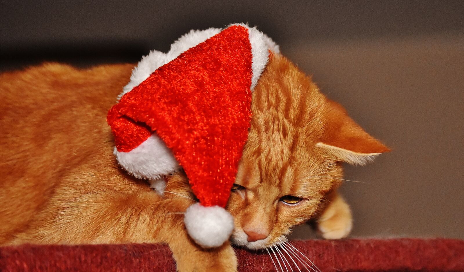 Nikon D7200 sample photo. Cat, red, christmas photography