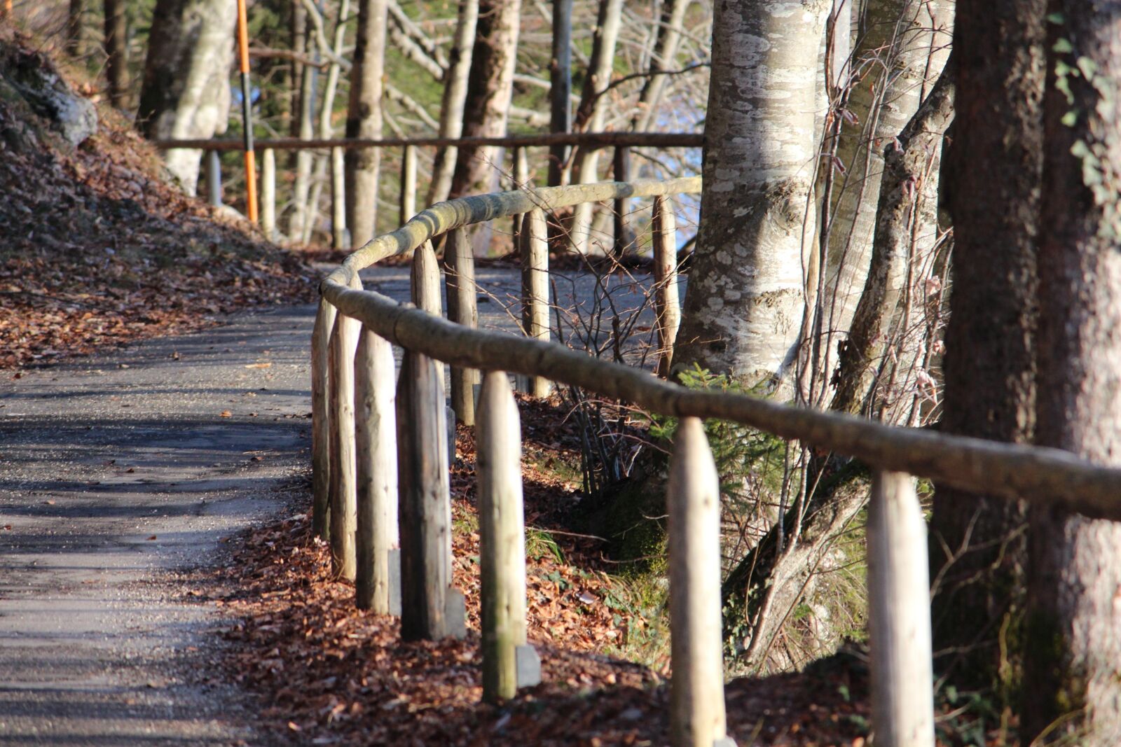 Canon EOS 650D (EOS Rebel T4i / EOS Kiss X6i) sample photo. Away, forest, nature photography