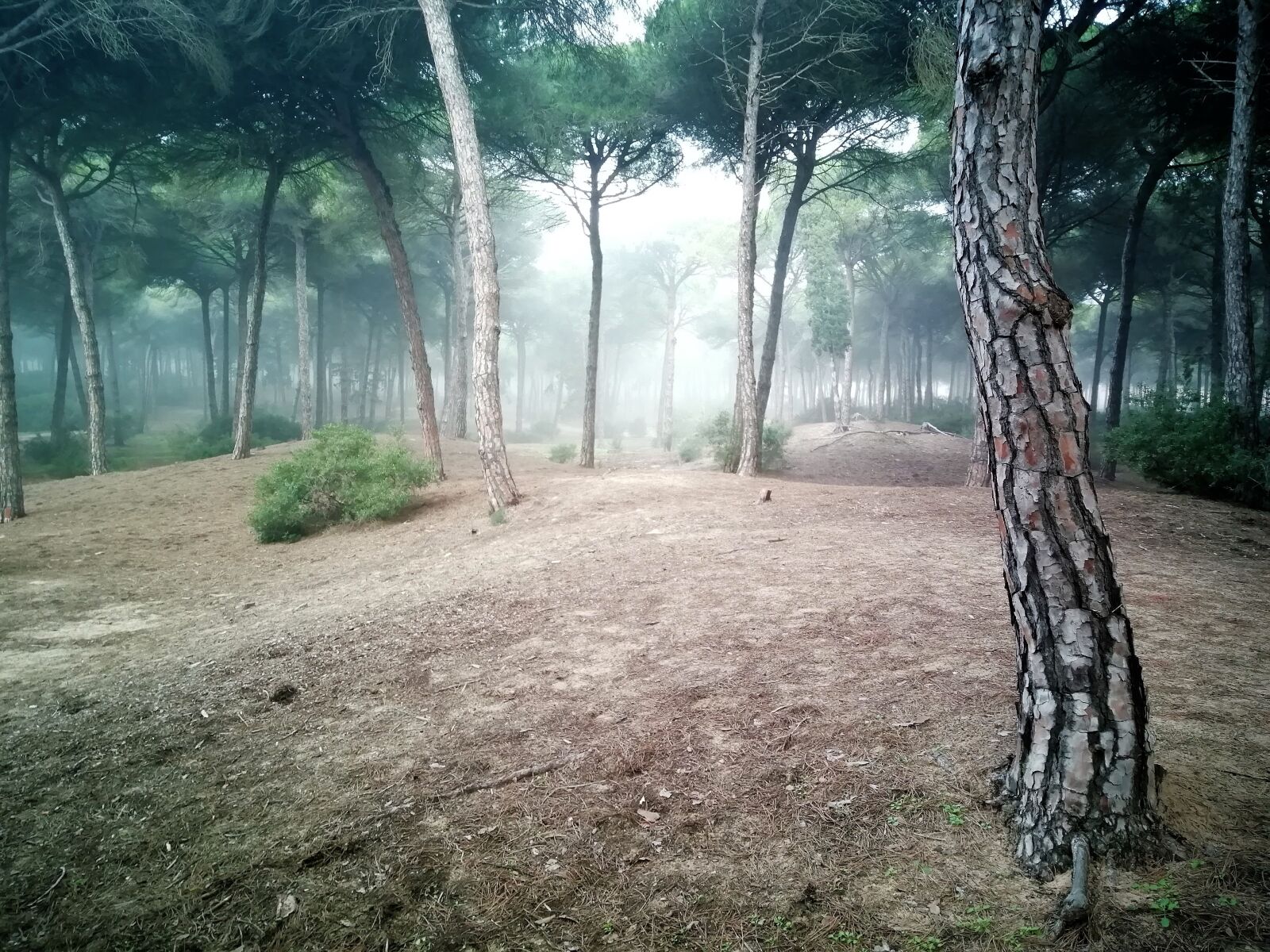 HUAWEI FIG-LX1 sample photo. Forest, fog, winter photography