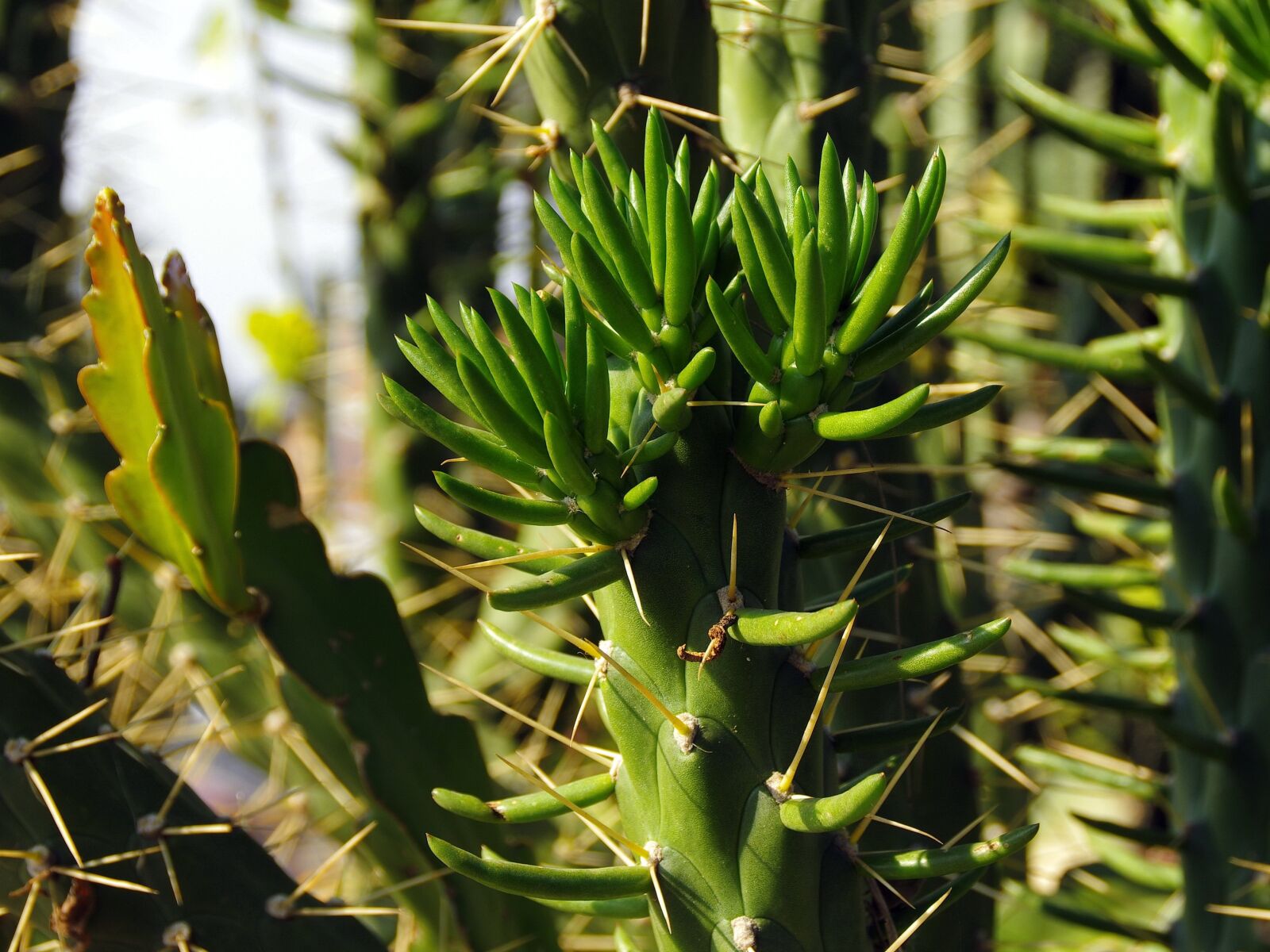 Pentax K-5 sample photo. Mexico, cactus, succulent photography